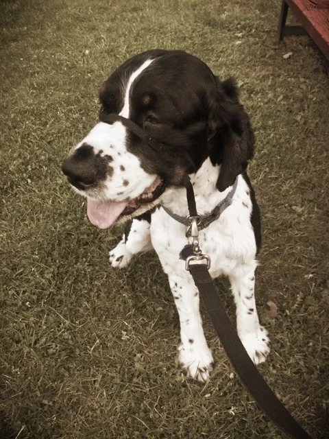 Dexter- Lansdale, PA