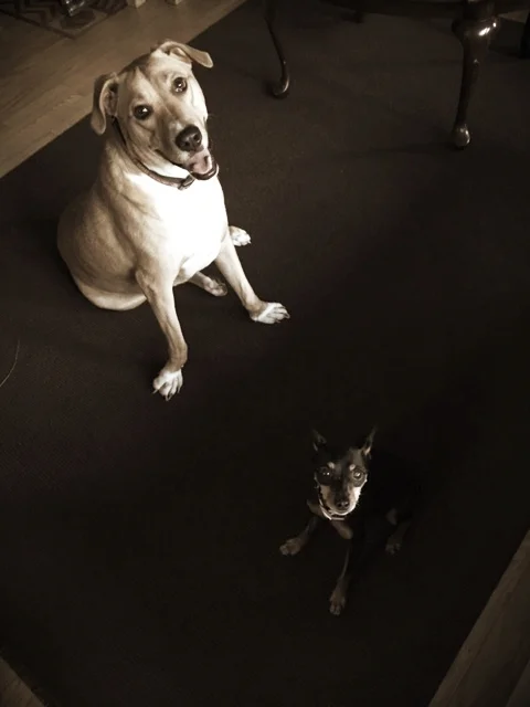 Bruno & Mini- Blue Bell, PA