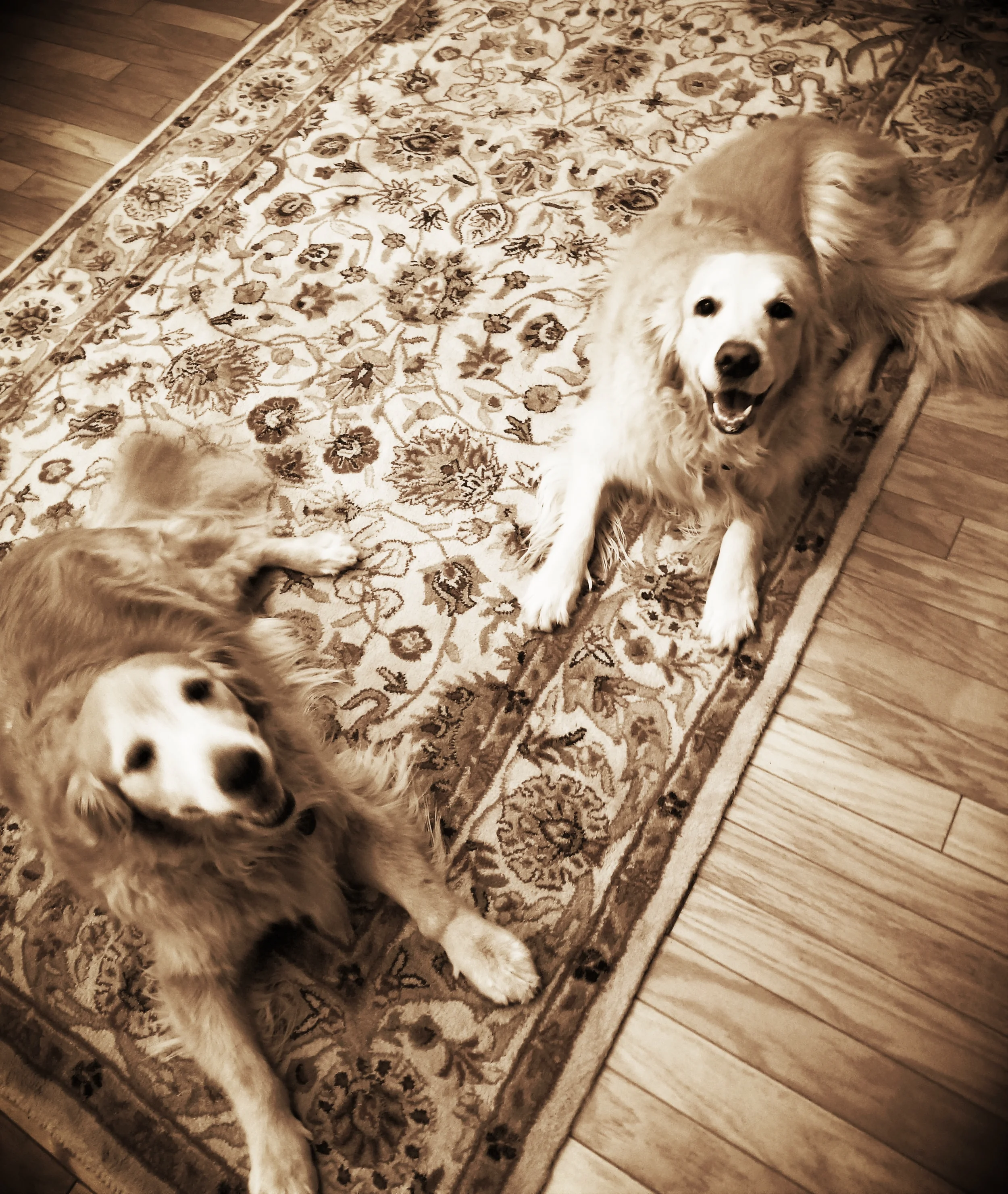 Callie & Bella- Blue Bell, PA