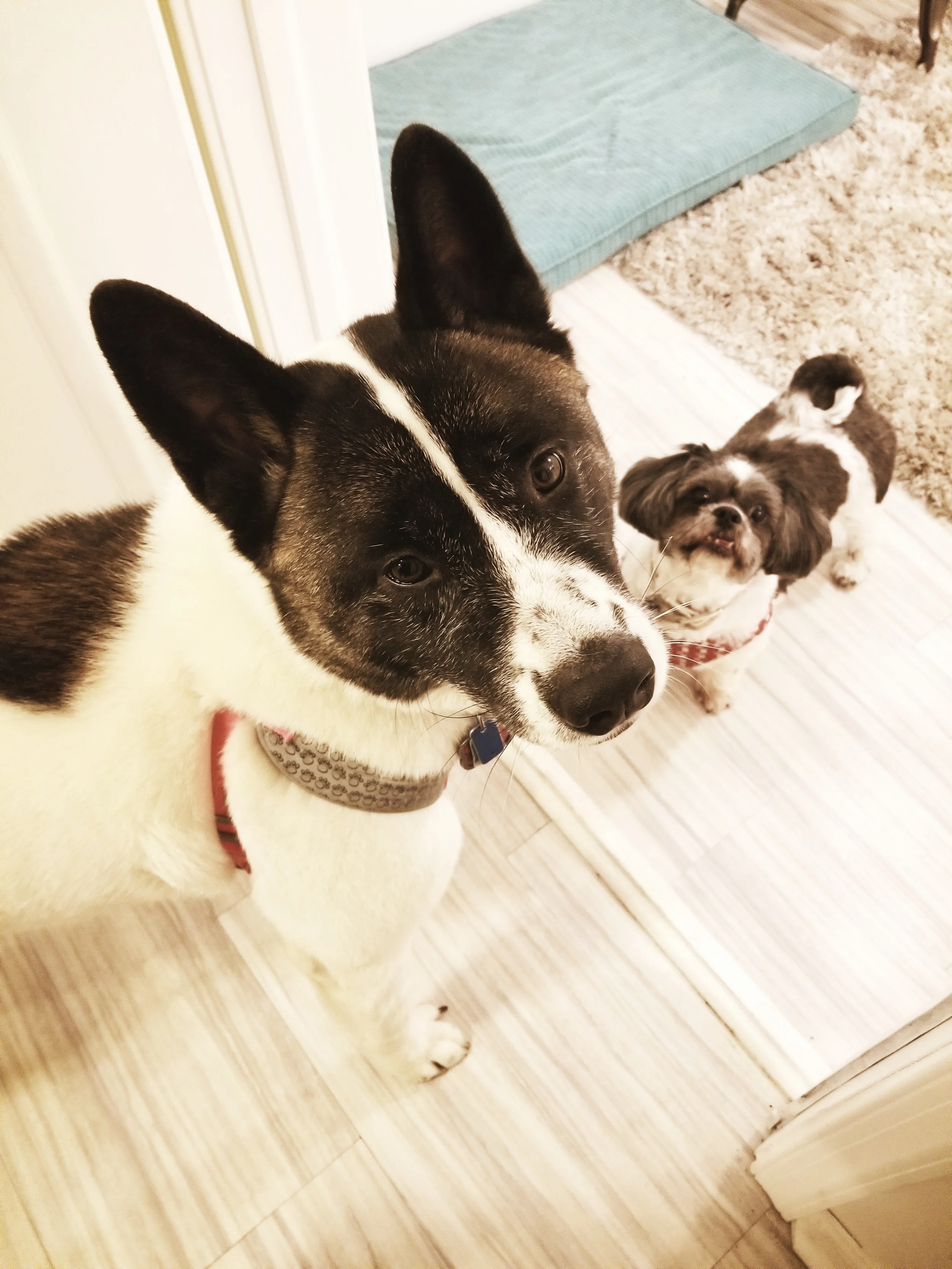 Haylee & Bella- Telford, PA