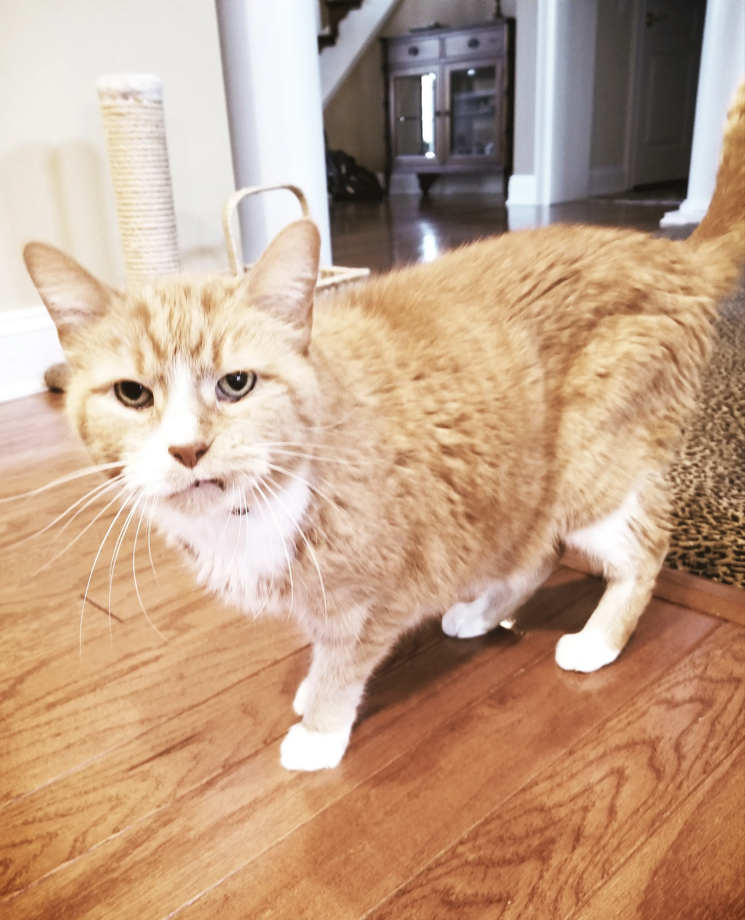 Simon- Blue Bell, PA
