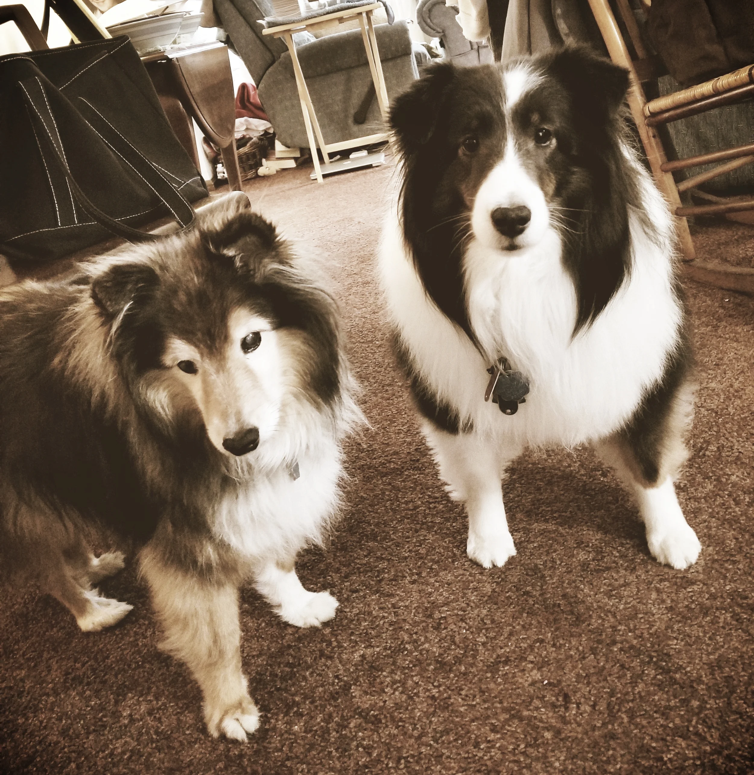 Cody & Maya- Lansdale, PA
