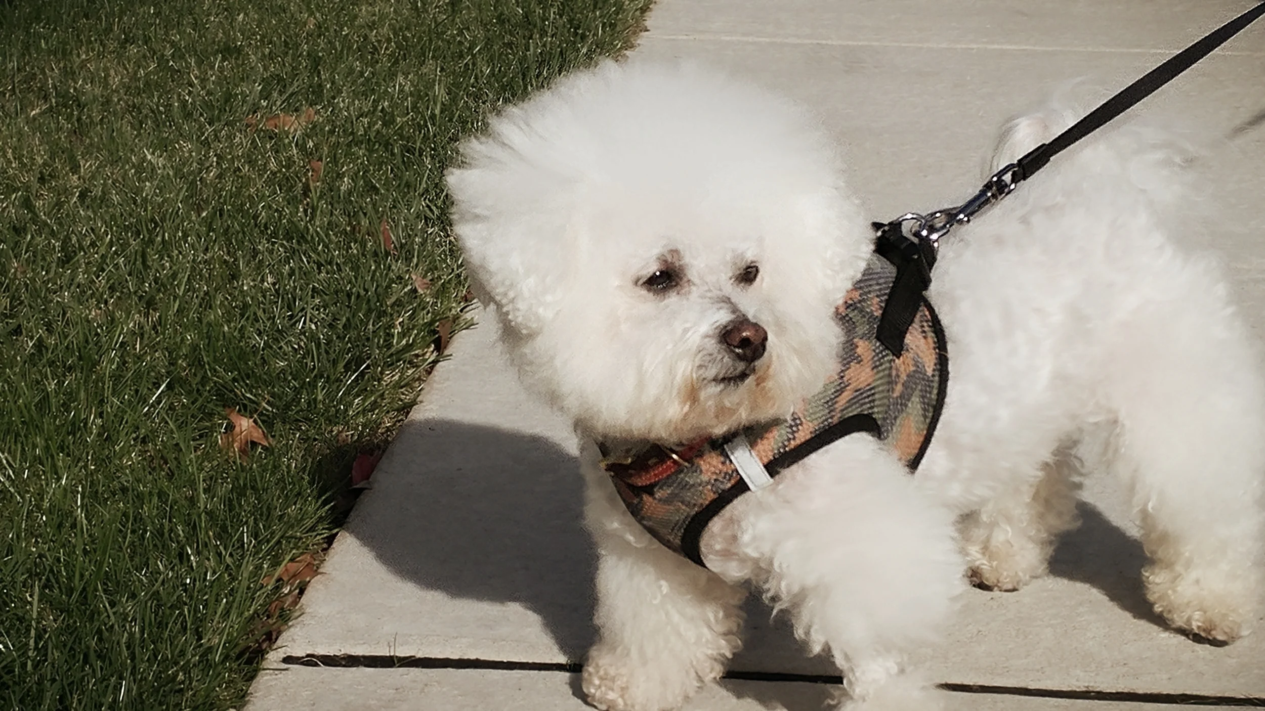 Bodie Beckham- Lansdale, PA
