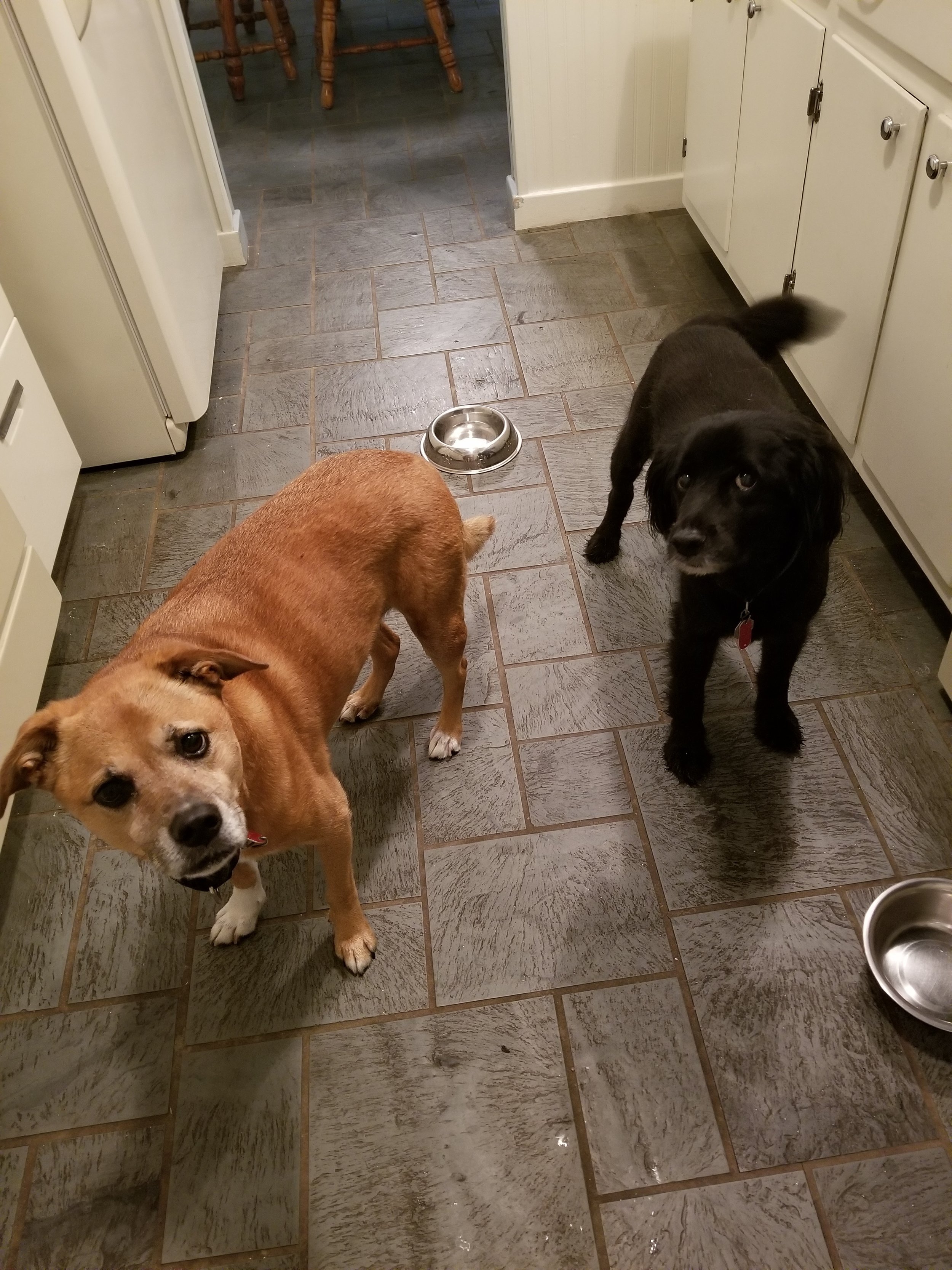Daisy &amp; Guiness- Lansdale, PA