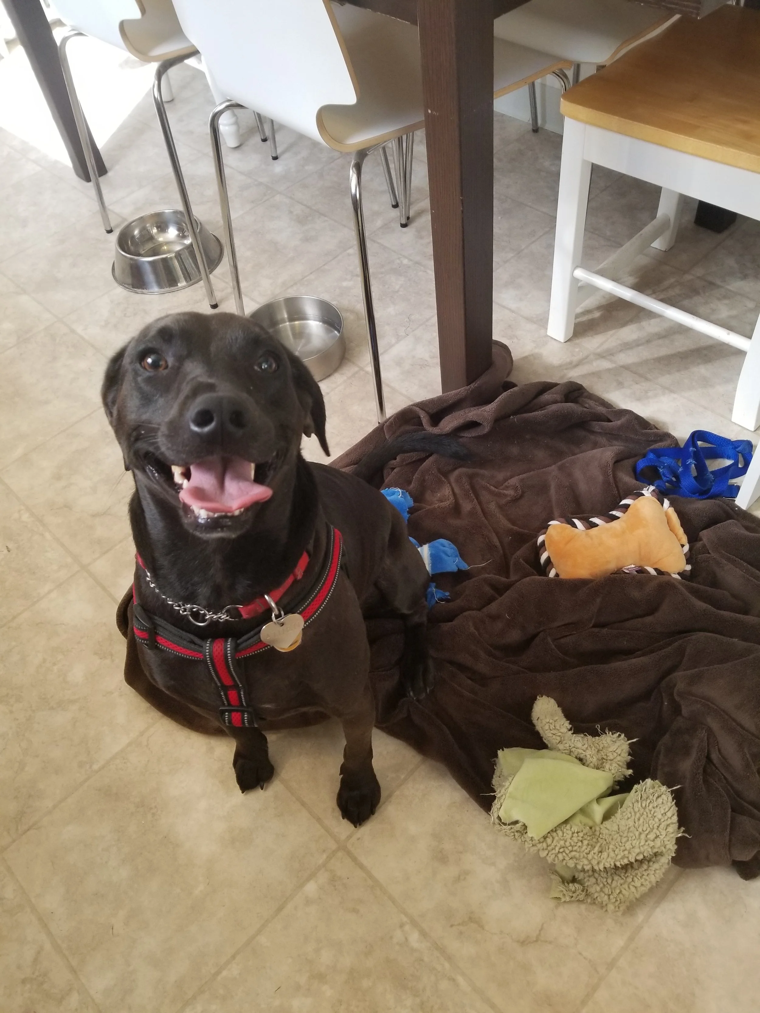 Aiden- Lansdale, PA