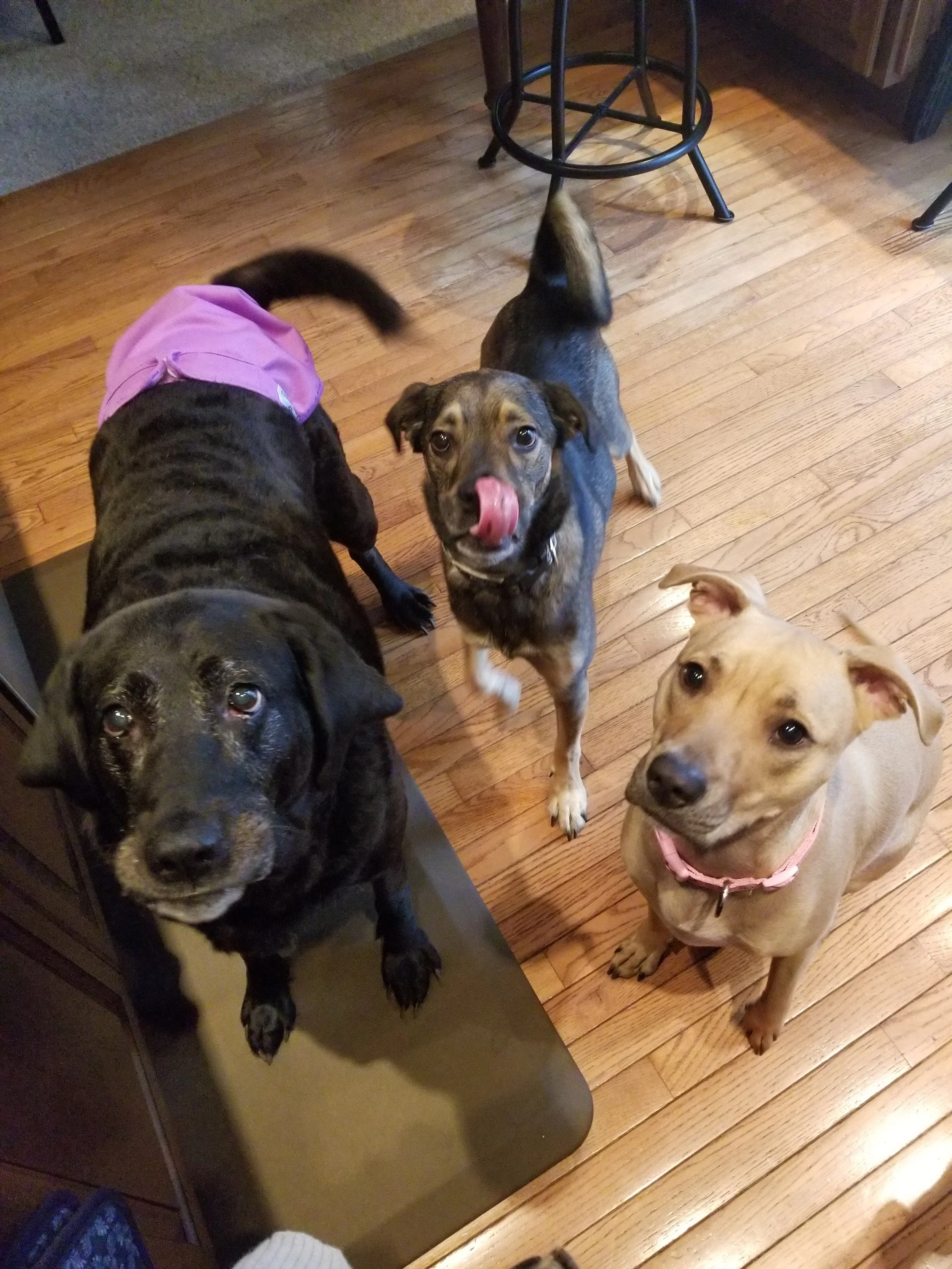 Penny, Carter, &amp; Izzy- Lansdale, PA