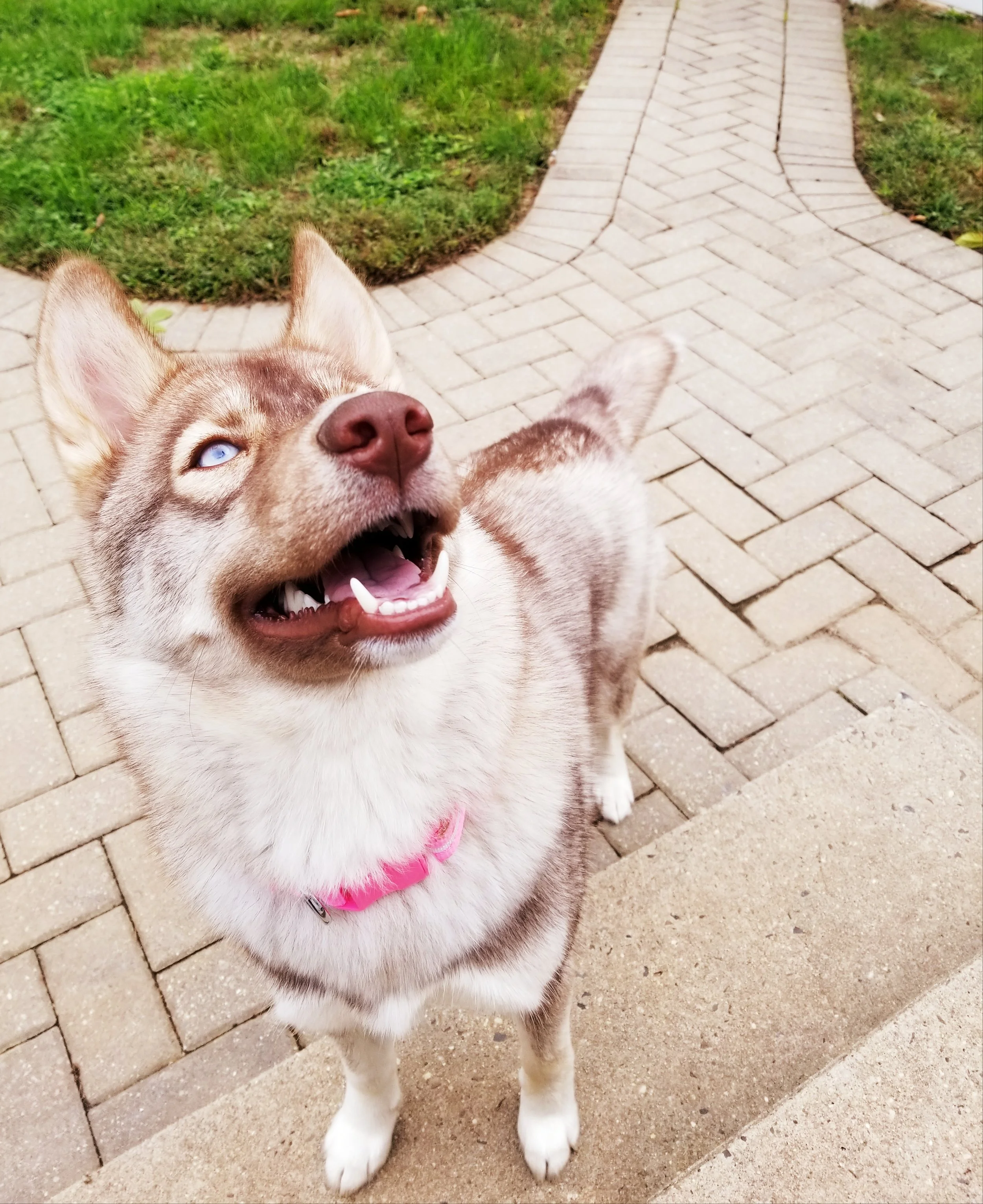 Ruby Bear- Lansdale, PA
