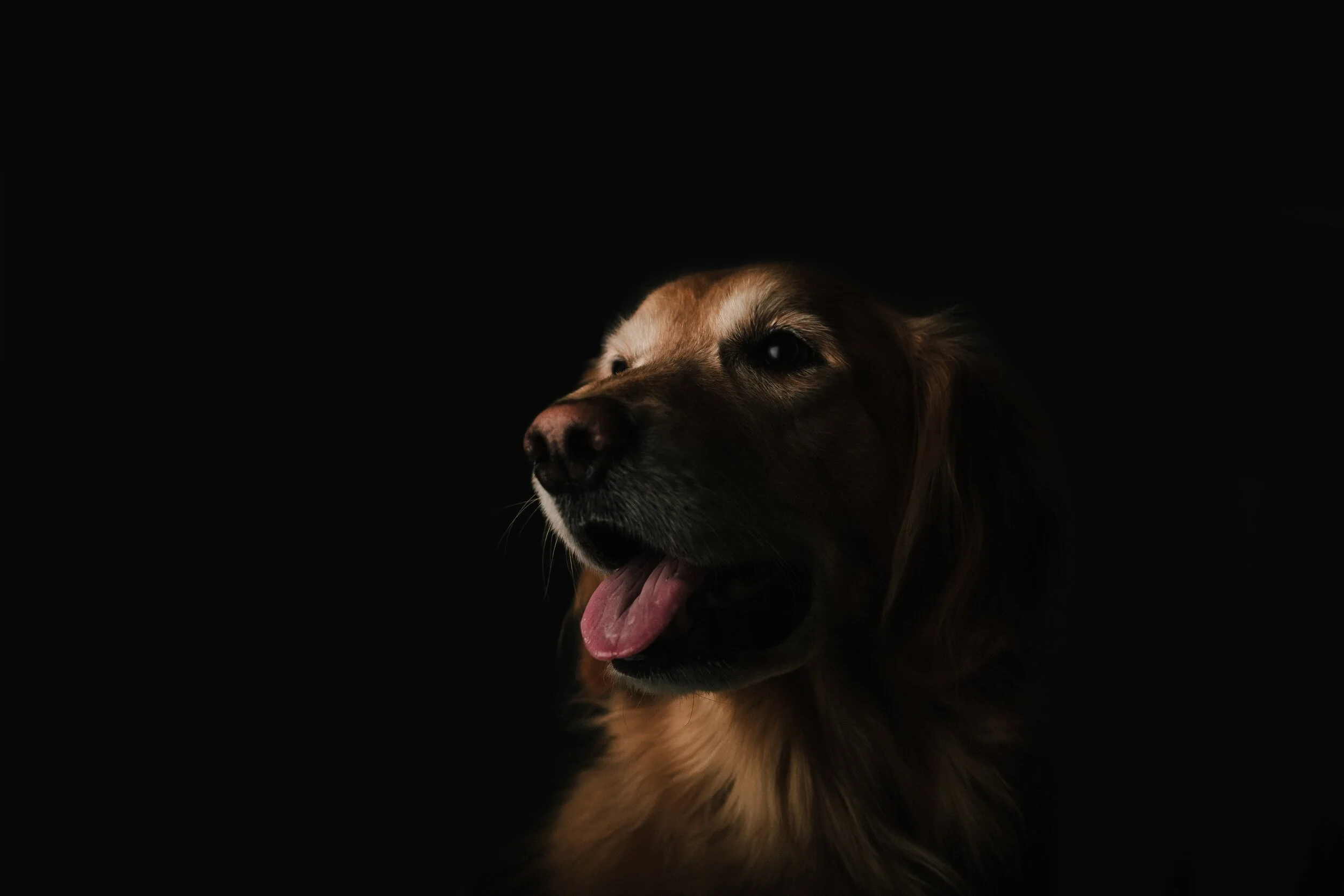 Tips to Help With Bad Doggy Breath