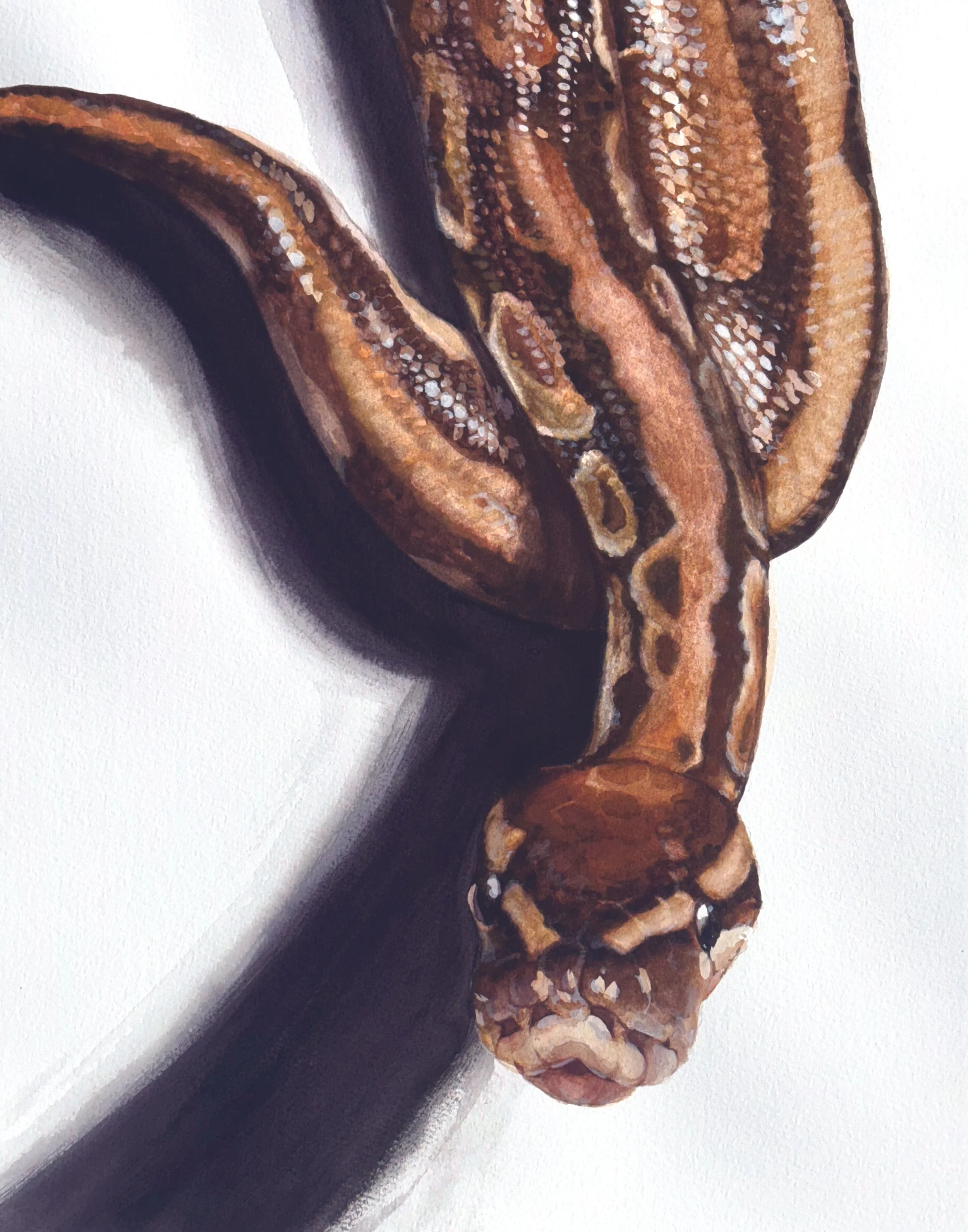 Ujinga the Ball Python