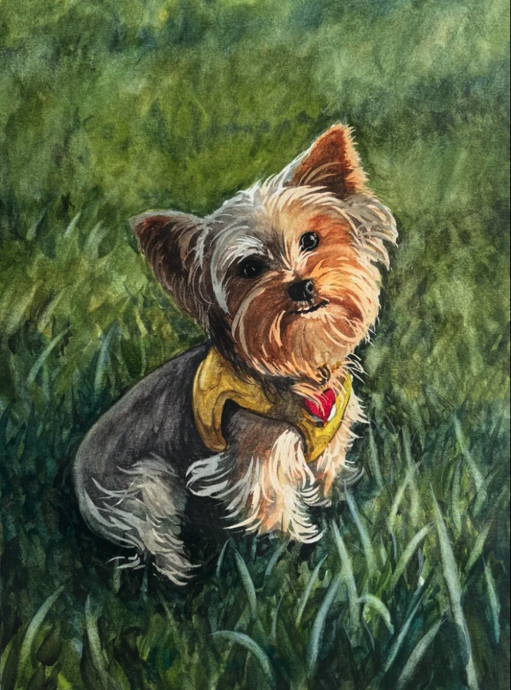 Bradward the Yorkie