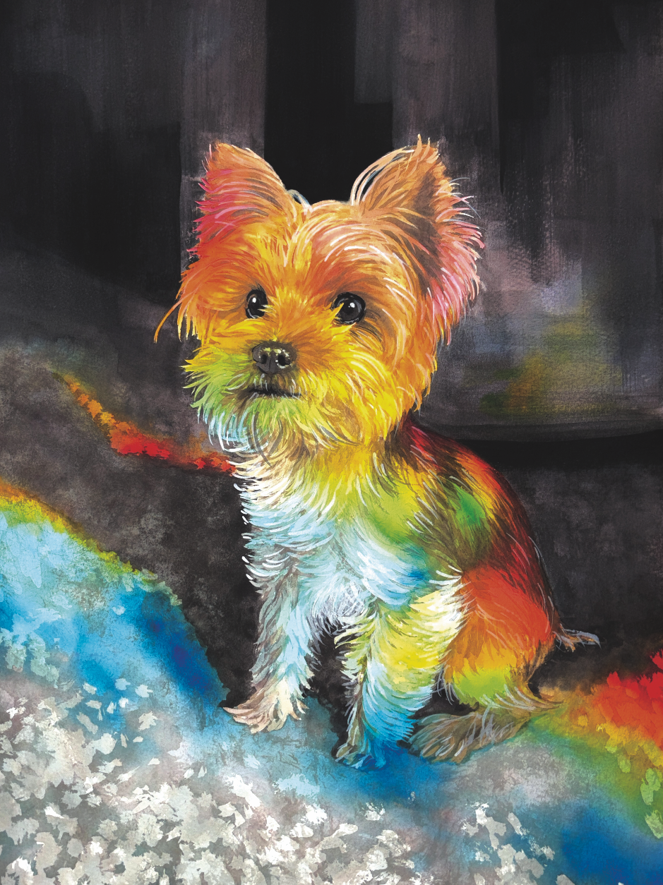 Beckett the dog in Rainbows