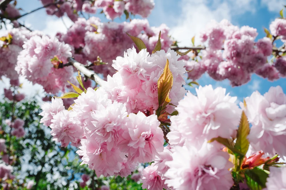 Look out for Leave London Behind secret garden guide