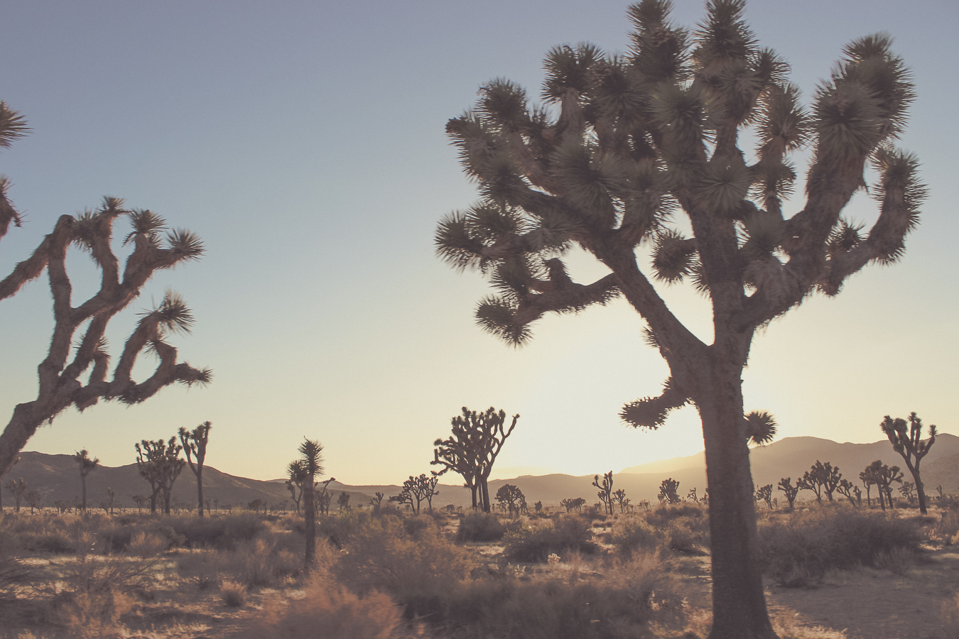 Joshua Tree National Park | Joshua Tree, CA