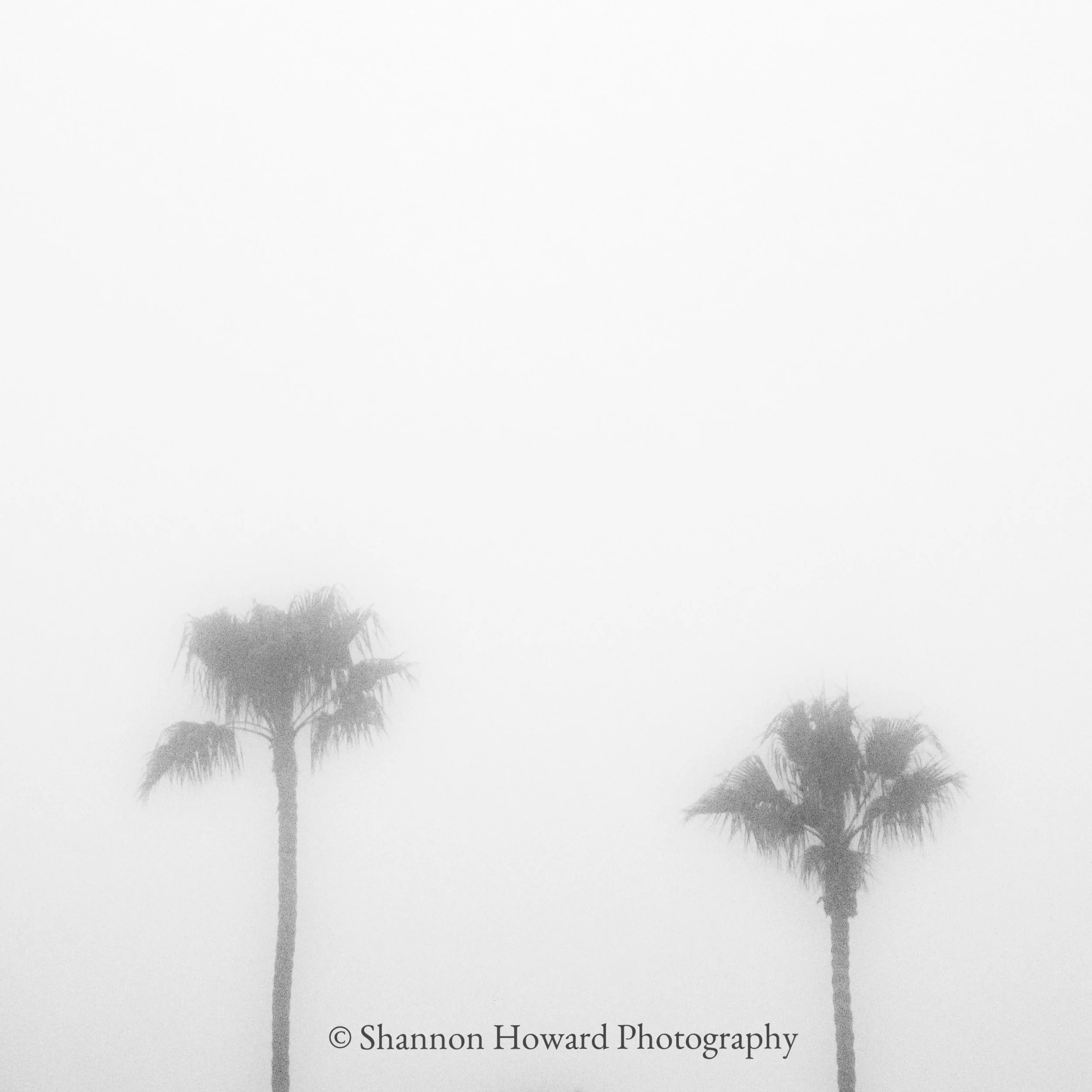 IMG_5877-for printing 8X8.jpg
