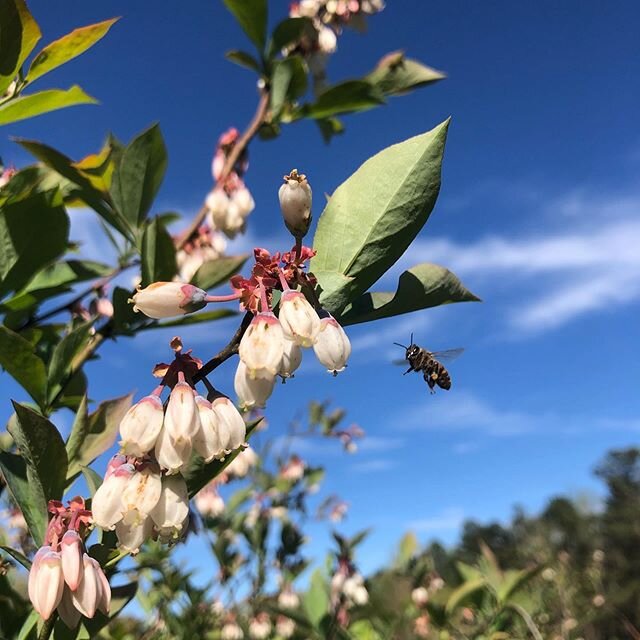 What is something still bringing you joy? #corona seems to have stollen the joy of spring on the farm so we are taking a moment to name and appreciate just a few things bringing us joy. 1. Honeybees pollinating the blueberries we&rsquo;ll enjoy in Ju