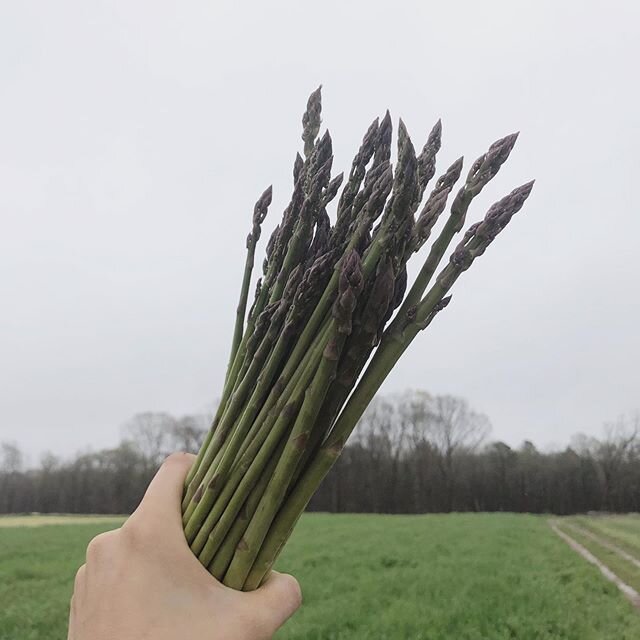 Spring marches on. #asparagus