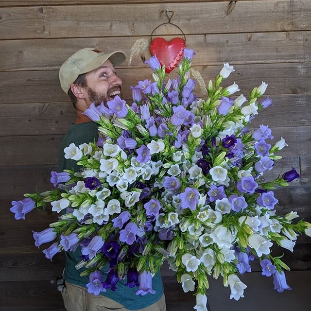Mother's day prep is getting a little crazy around here. @weaverstreetmarket,  Campanula coming at ya!  Lots of bouquets for @chfarmersmarket and @carrborofarmersmarket too!