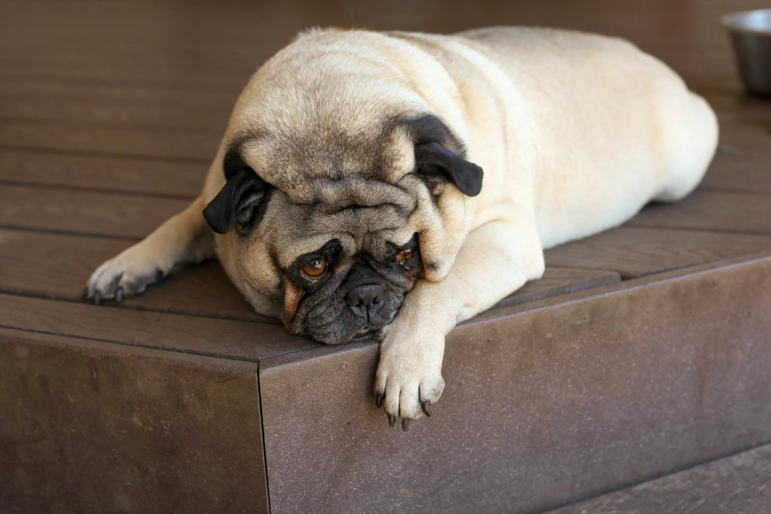 chrissy website dog4.jpg