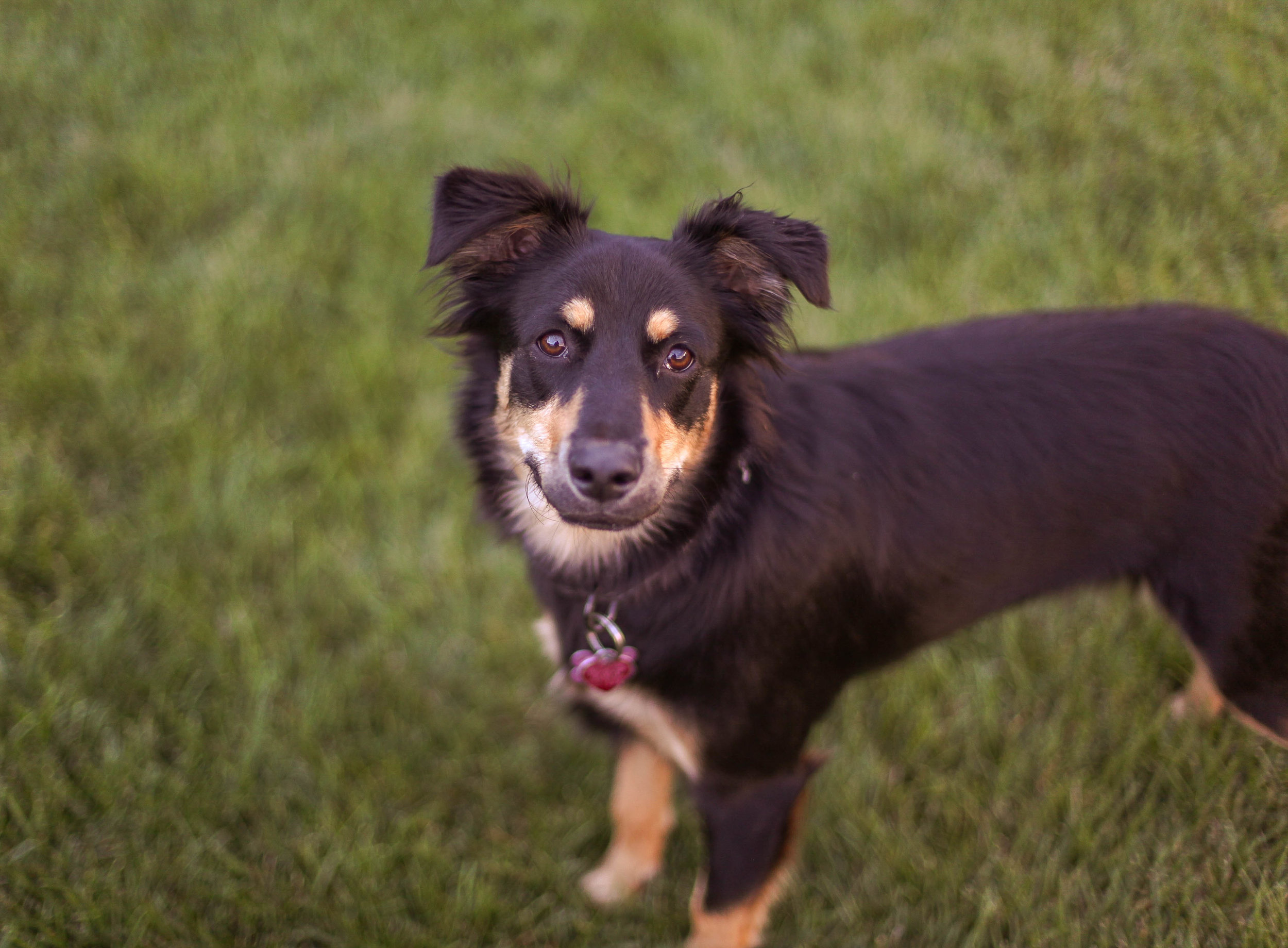 chrissy website dog.jpg