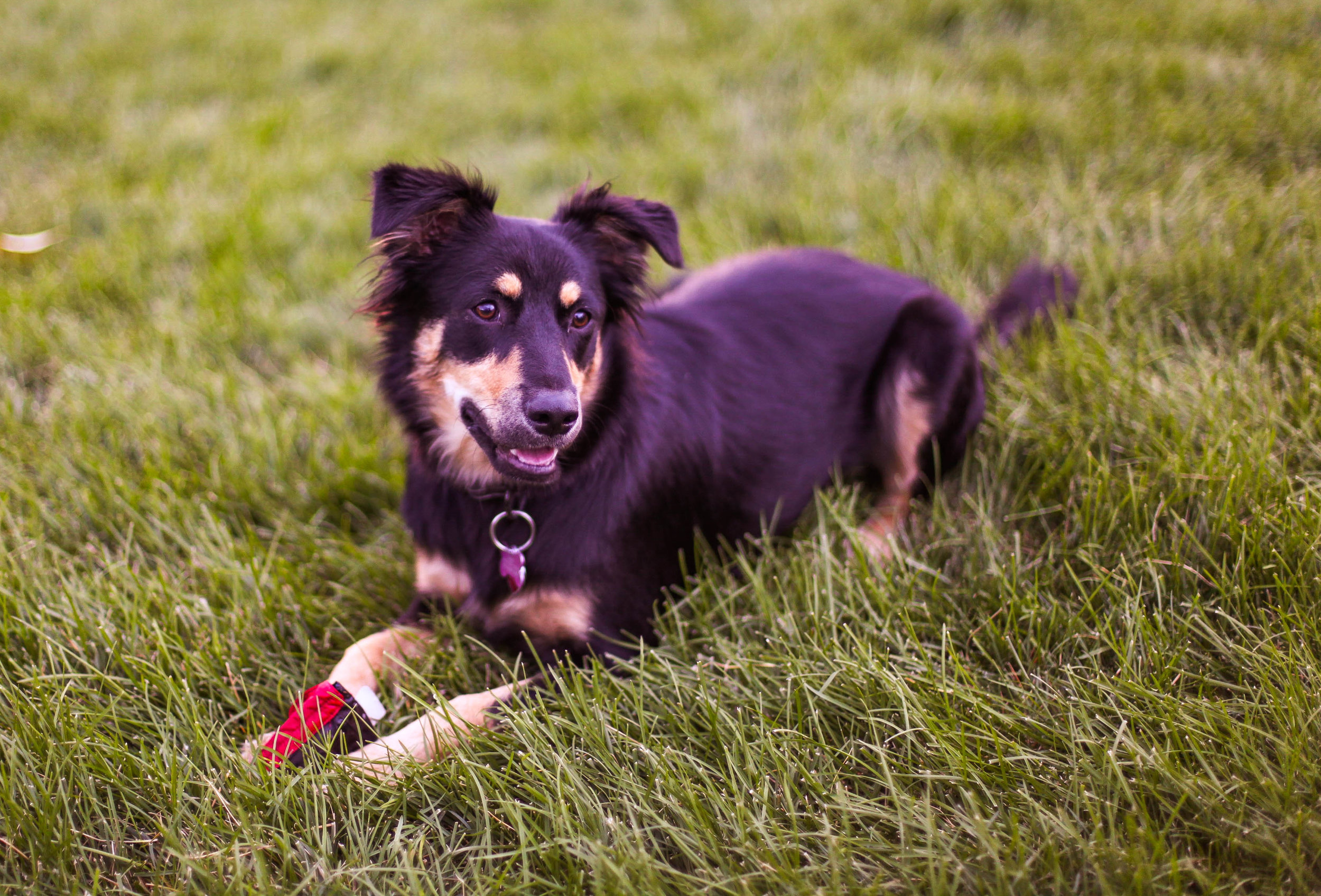 chrissy website dog3.jpg