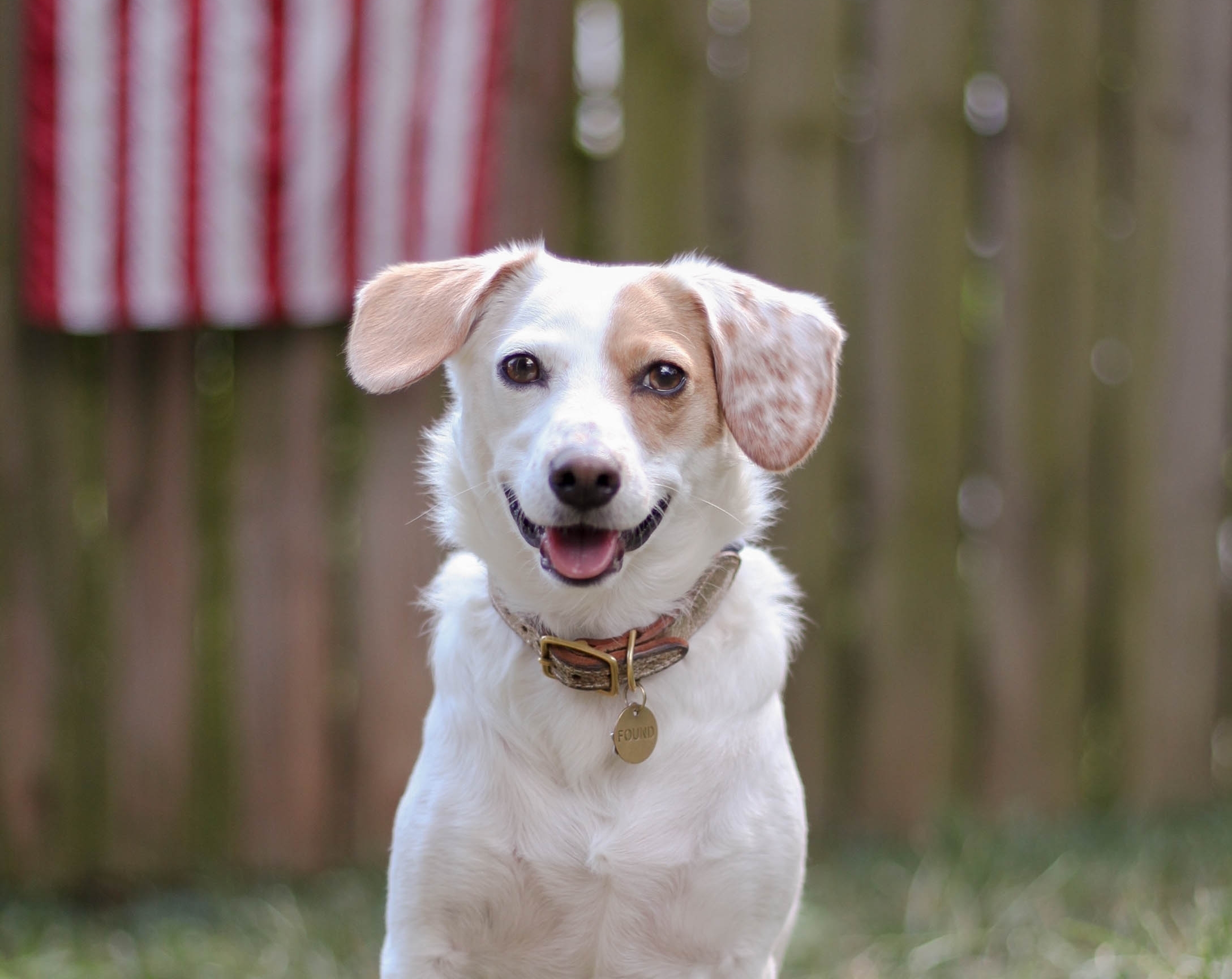 chrissy website dog 11.jpg