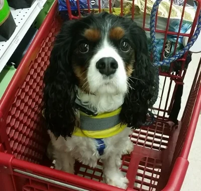 3. &nbsp;“I'M A GOOD DOG” includes:&nbsp; &nbsp; &nbsp;&nbsp;a. &nbsp;Functional Behavior Assessment&nbsp; &nbsp; &nbsp; b. &nbsp;Behavior Modification Plan&nbsp; &nbsp; &nbsp; c. &nbsp;4 – 1hr. Walk &amp; Trains&nbsp; &nbsp; &nbsp;&nbsp;d. &nbsp;Pr…