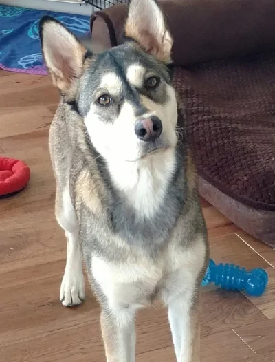 2. &nbsp;“LET'S PLAY &amp; LEARN” includes:&nbsp; &nbsp; &nbsp;&nbsp; a. &nbsp;Functional Behavior Assessment&nbsp; &nbsp; &nbsp; &nbsp;b. &nbsp;Behavior Modification Plan&nbsp; &nbsp; &nbsp; &nbsp;c. &nbsp; 2 – 1hr. Walk &amp; Trains&nbsp; &nbsp; &…