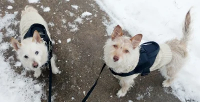 1. &nbsp;“Teach Me, Please!” includes:&nbsp; &nbsp; &nbsp; &nbsp;&nbsp;a. &nbsp;Functional Behavior Assessment&nbsp; &nbsp; &nbsp; b. &nbsp;Behavior Modification Plan&nbsp;&nbsp; &nbsp; &nbsp;c. &nbsp;Progress/Transfer Session&nbsp; &nbsp; &nbsp; d.…