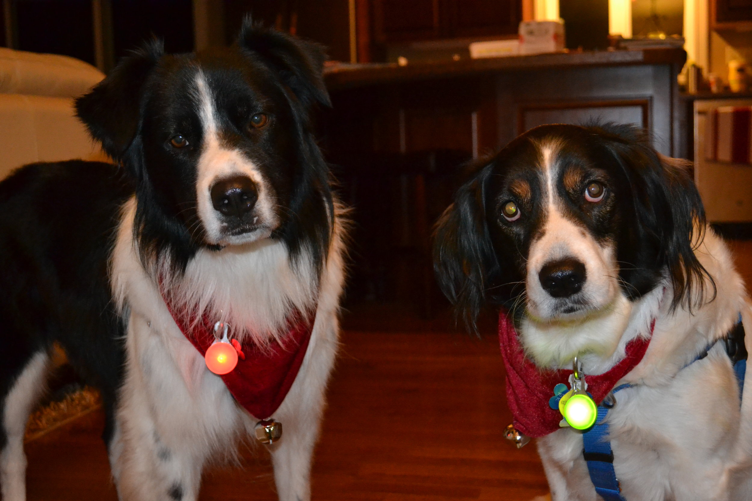 These furry faces bring great enjoyment and balance to my life (and they clearly took this picture VERY seriously...)!