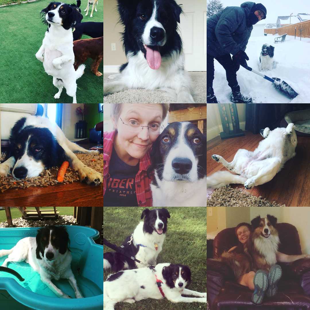 My #best9 from my personal life. We are clearly a dog-centered family! Other humans are missing because I subject only my husband to an online presence :)