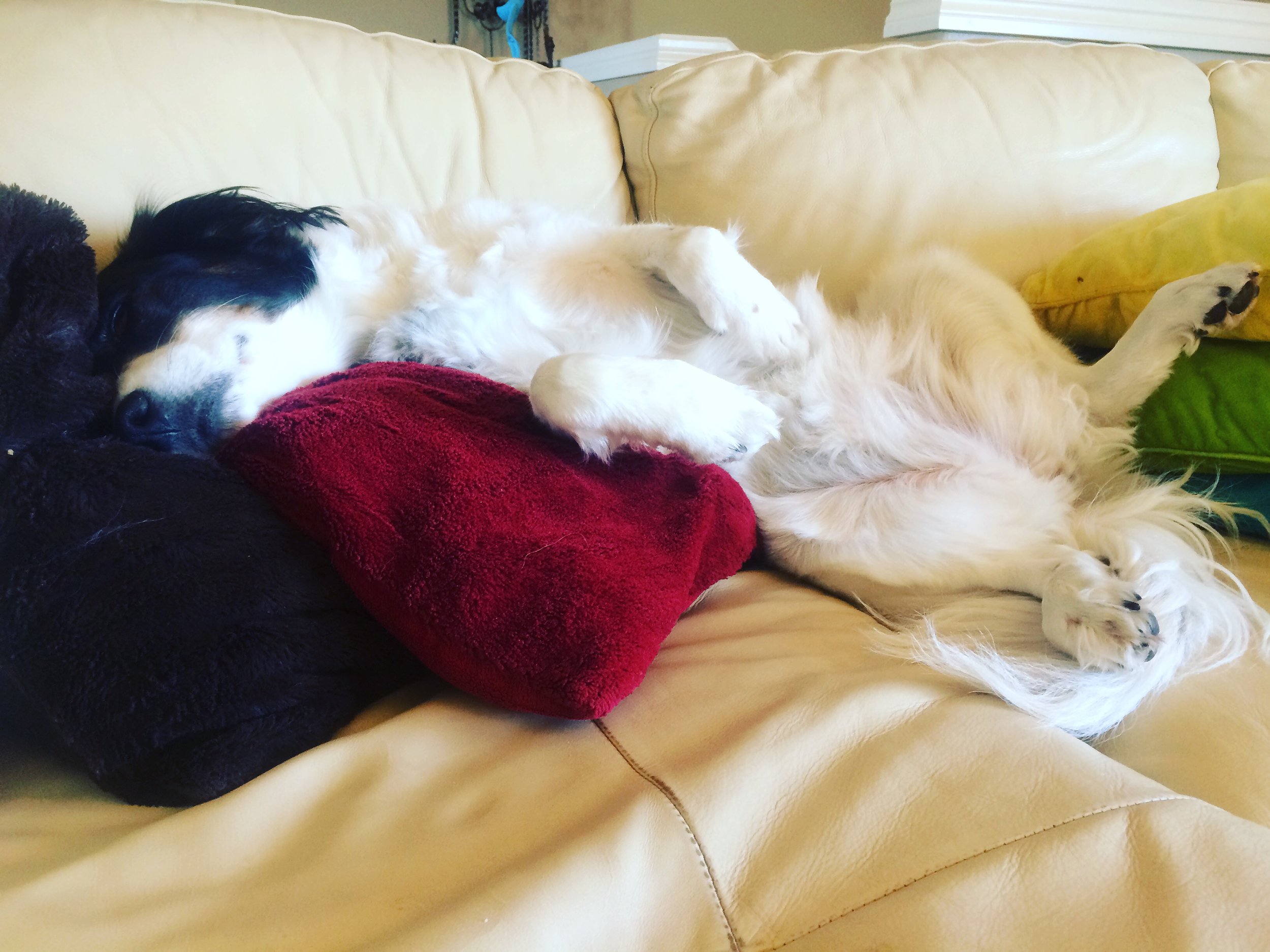 If you need some tips on how to take time off #SweetMollyMixBreed can hook you up. She's our household expert!