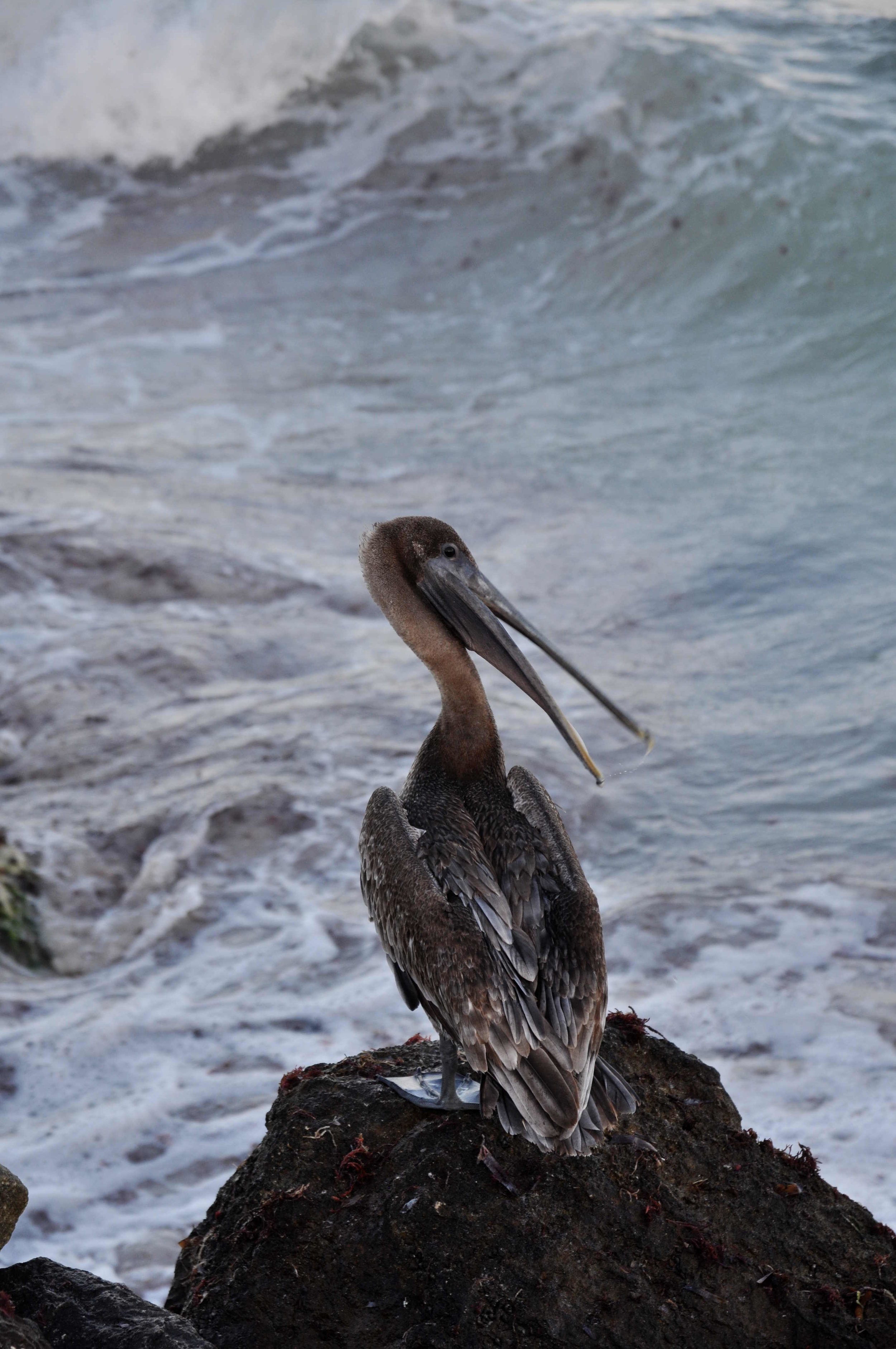 Pelican flew over to strike a pose in front of me