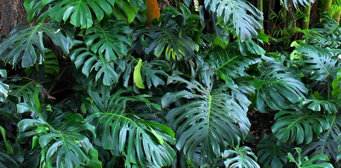 large leaves.JPG