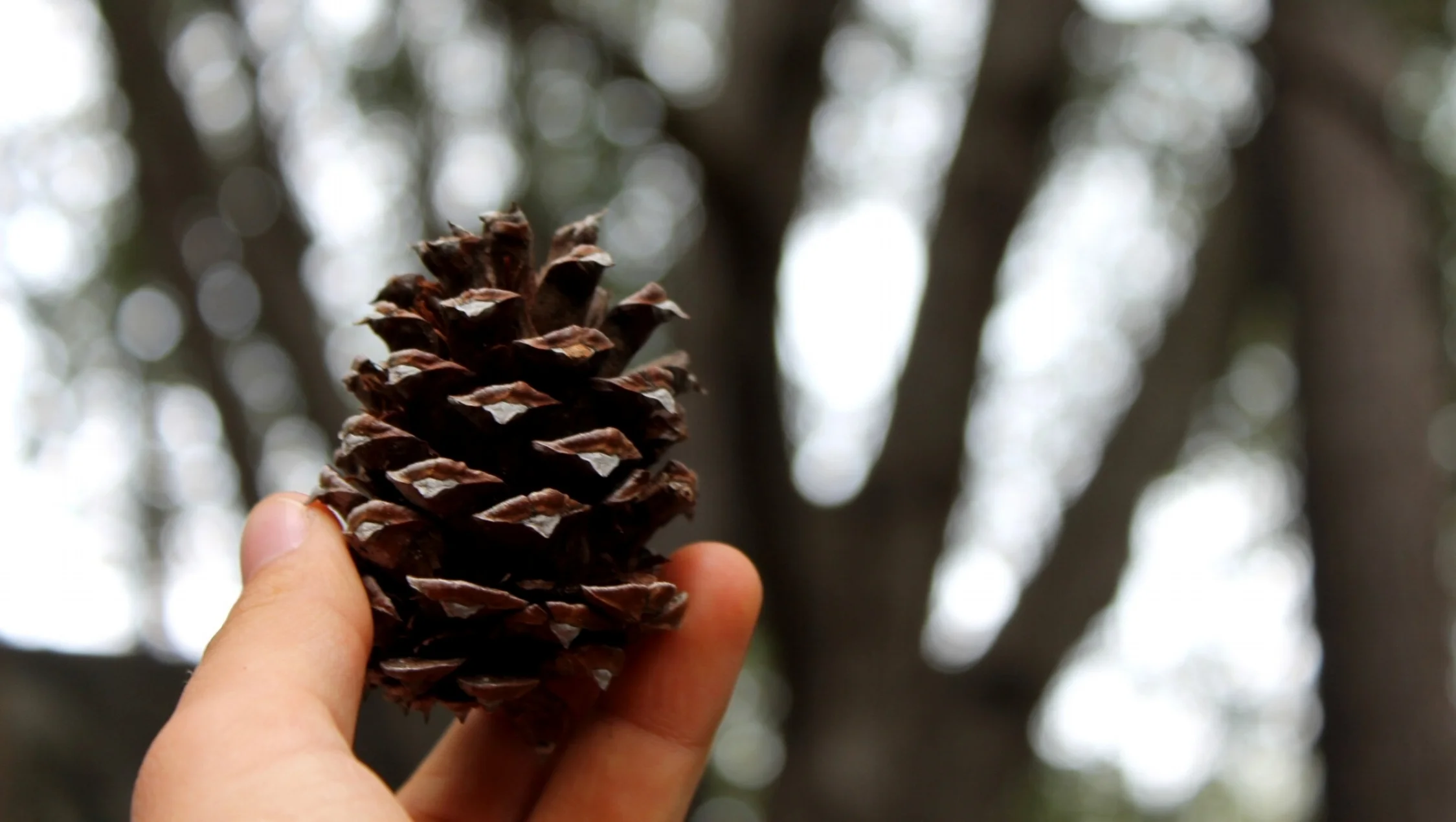 Pinecone - Copy.JPG