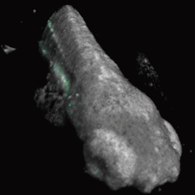 Zebrafish kidneys tagged with methylene blue. Gray scale: OCT, Green/Blue scale: PPOCT (methylene blue).