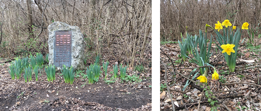 The cherry tree is blooming, as are early daffodils.