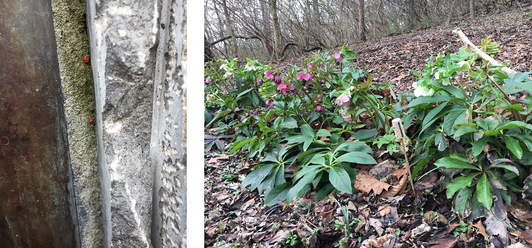 The hellebore and chiggers are thriving.