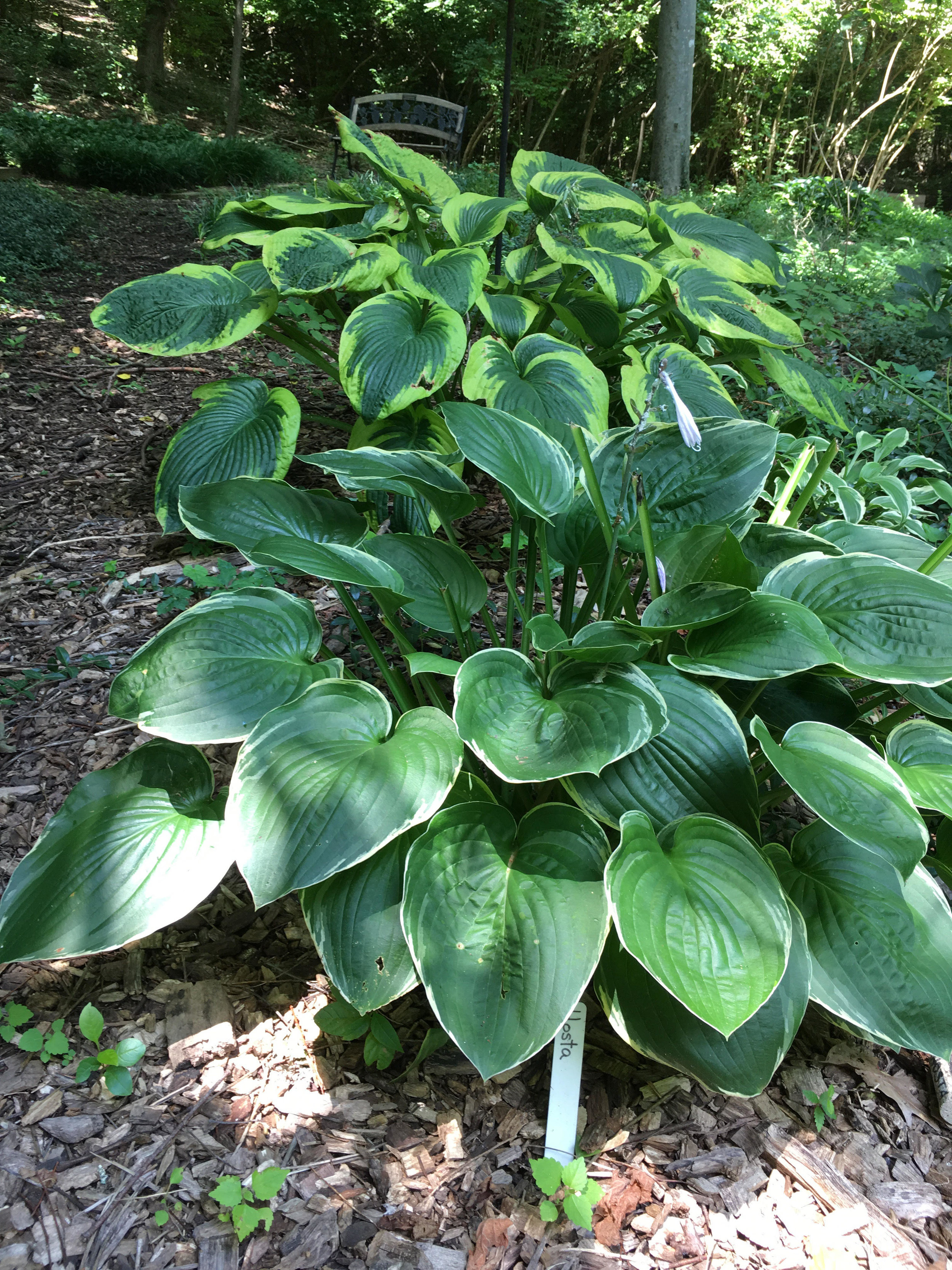 Hosta_Before_June.jpg