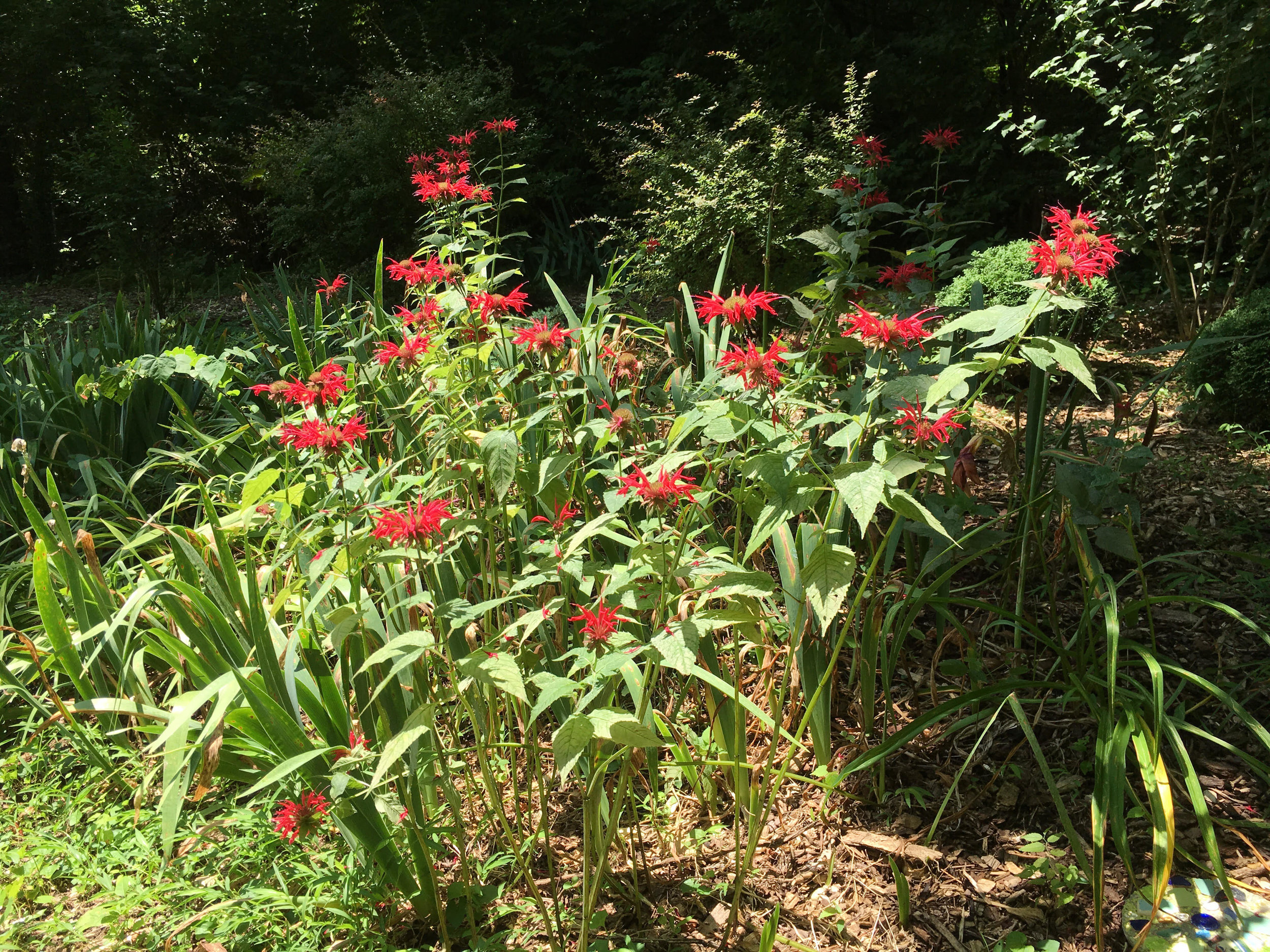 Beebalm_June.jpg