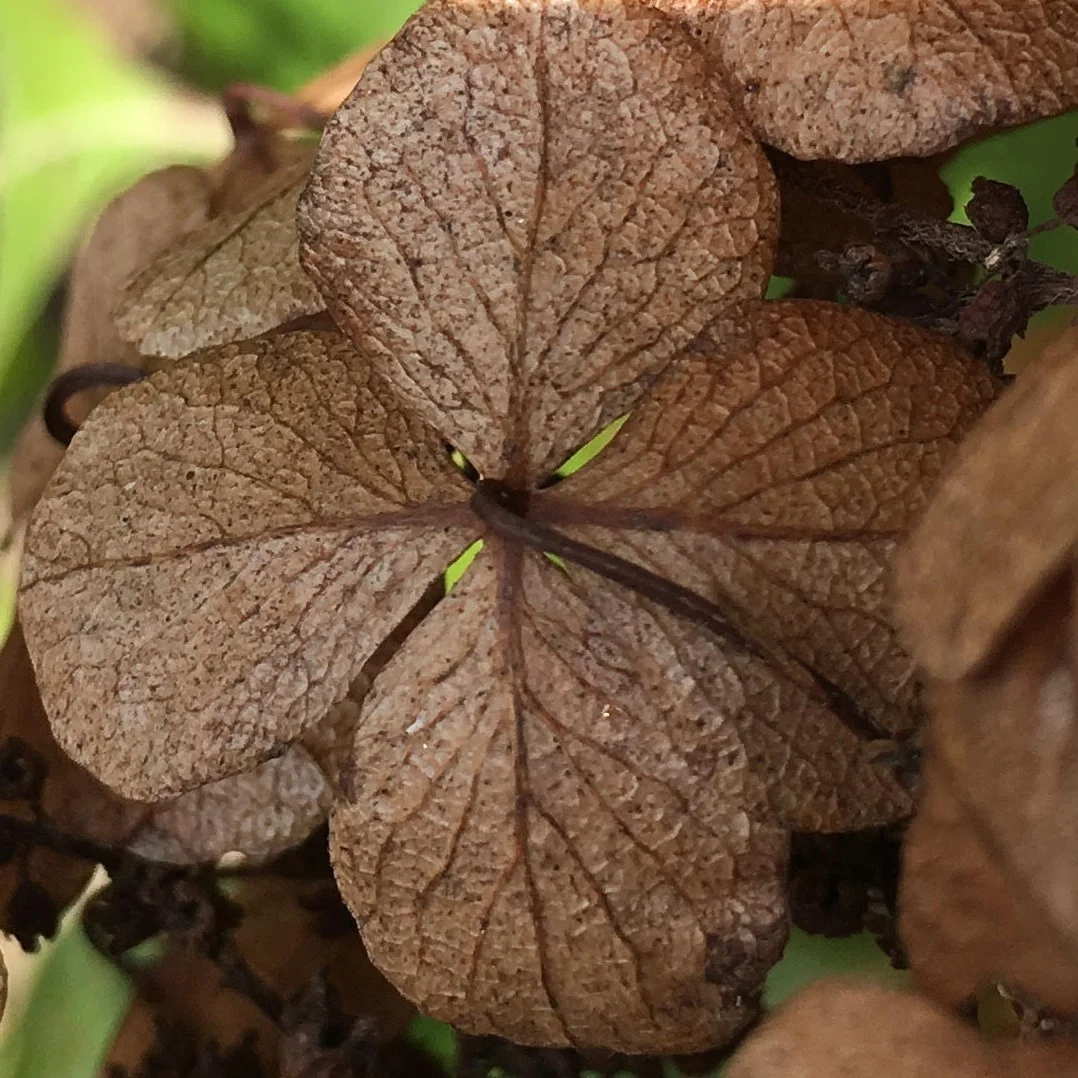 Oak_Leaf_Hyd.jpg