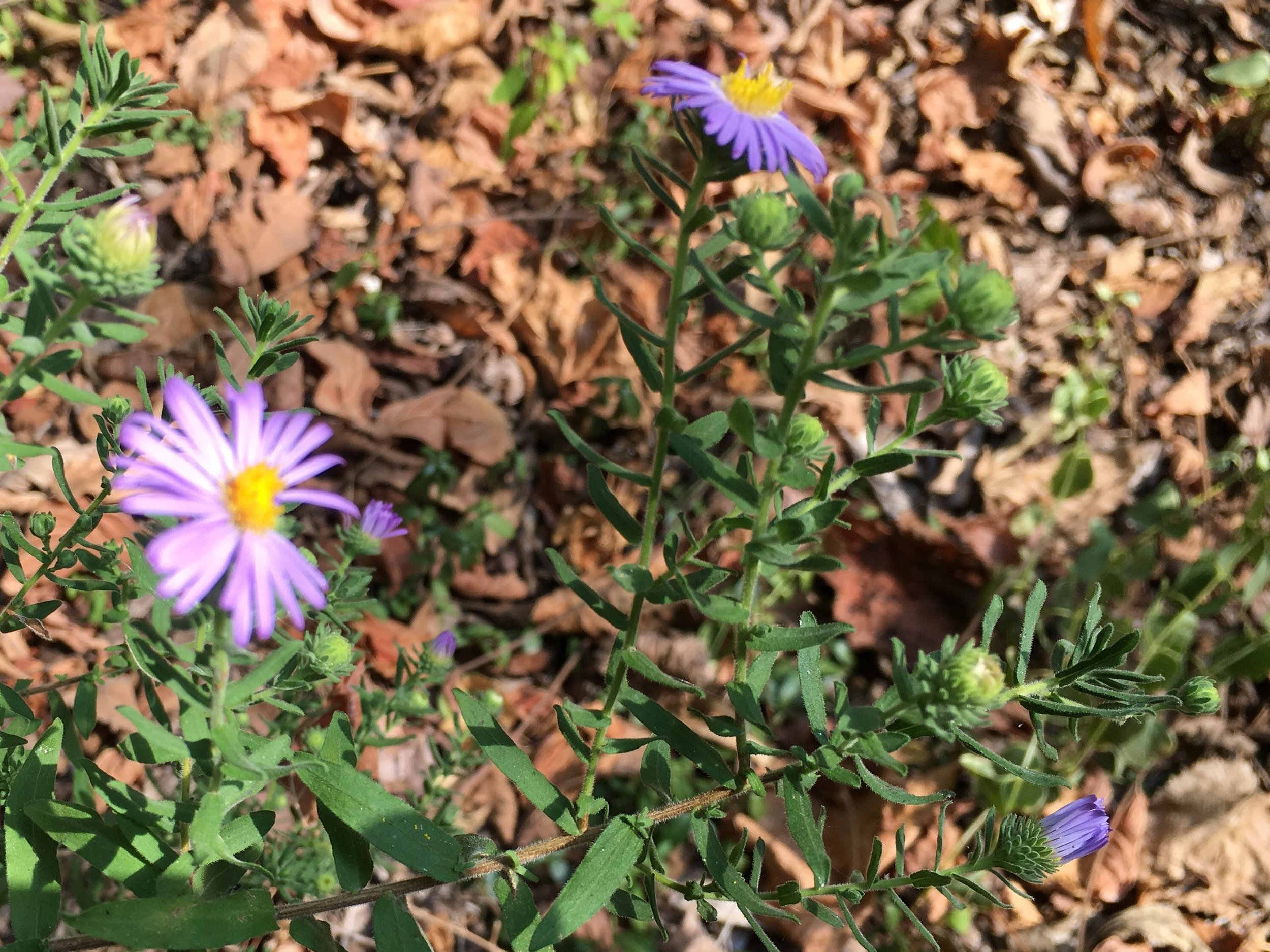 Aster.jpg