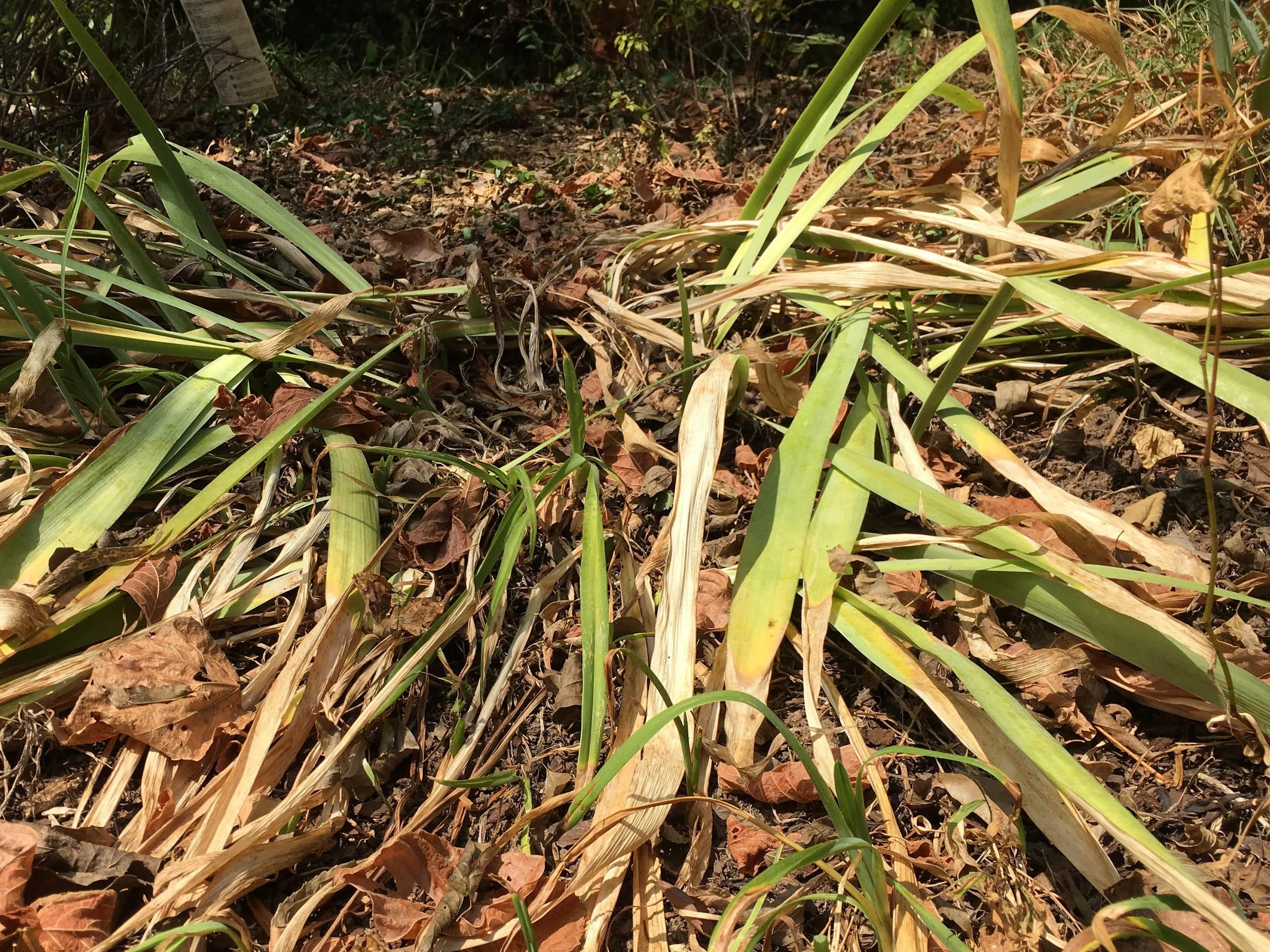 Memorial Garden in October