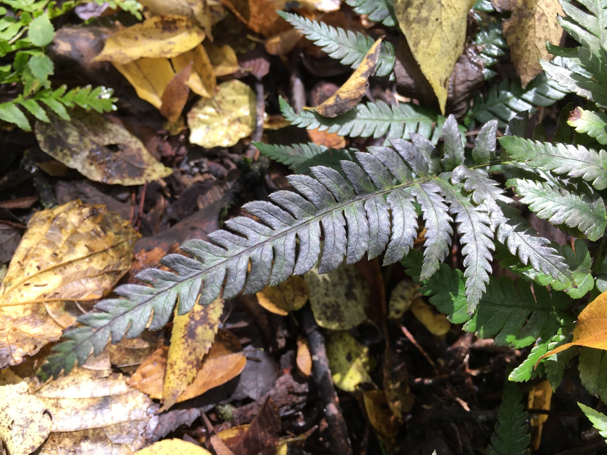 Painted Fern