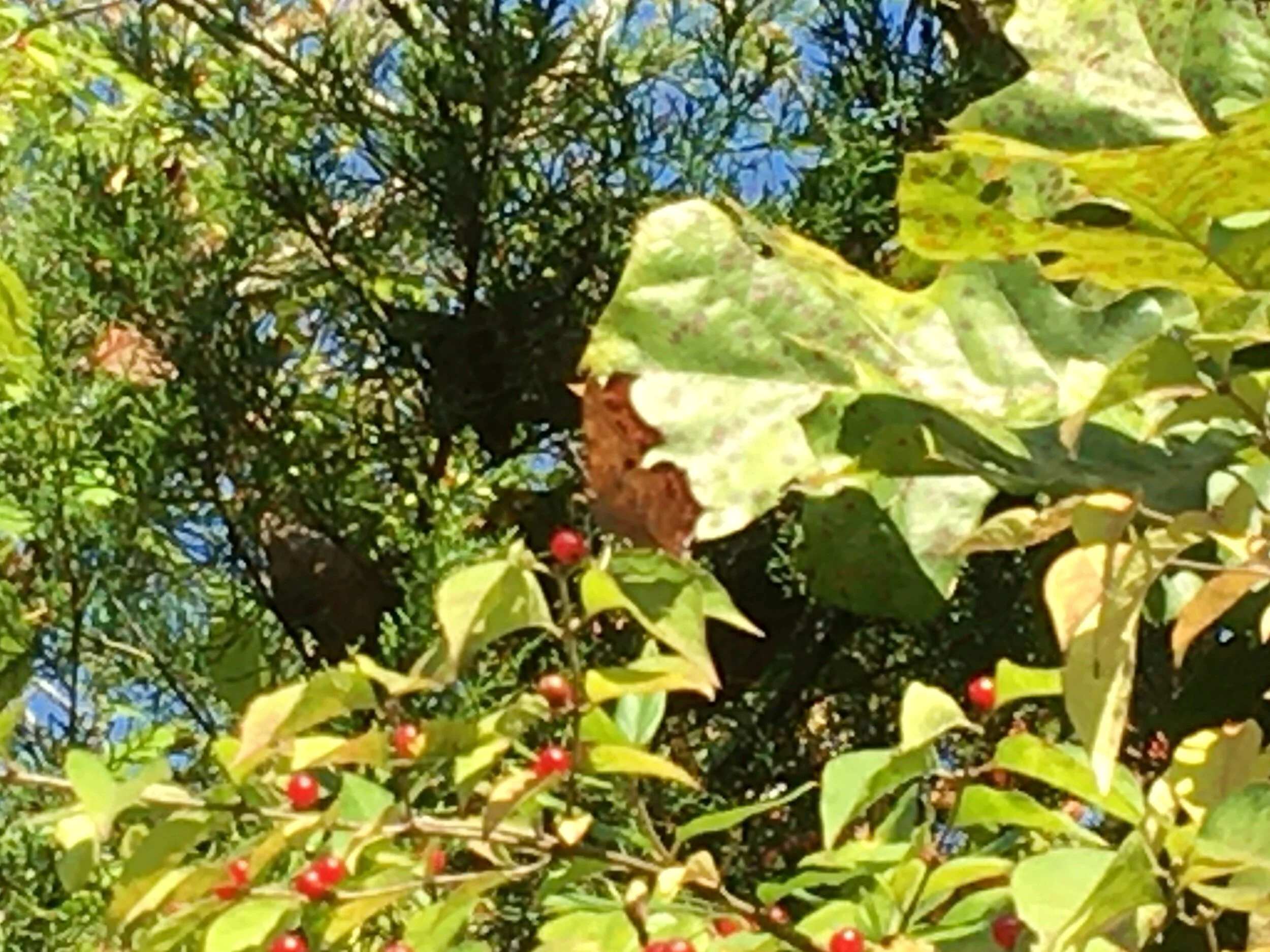 Eastern Comma Polygonia comma