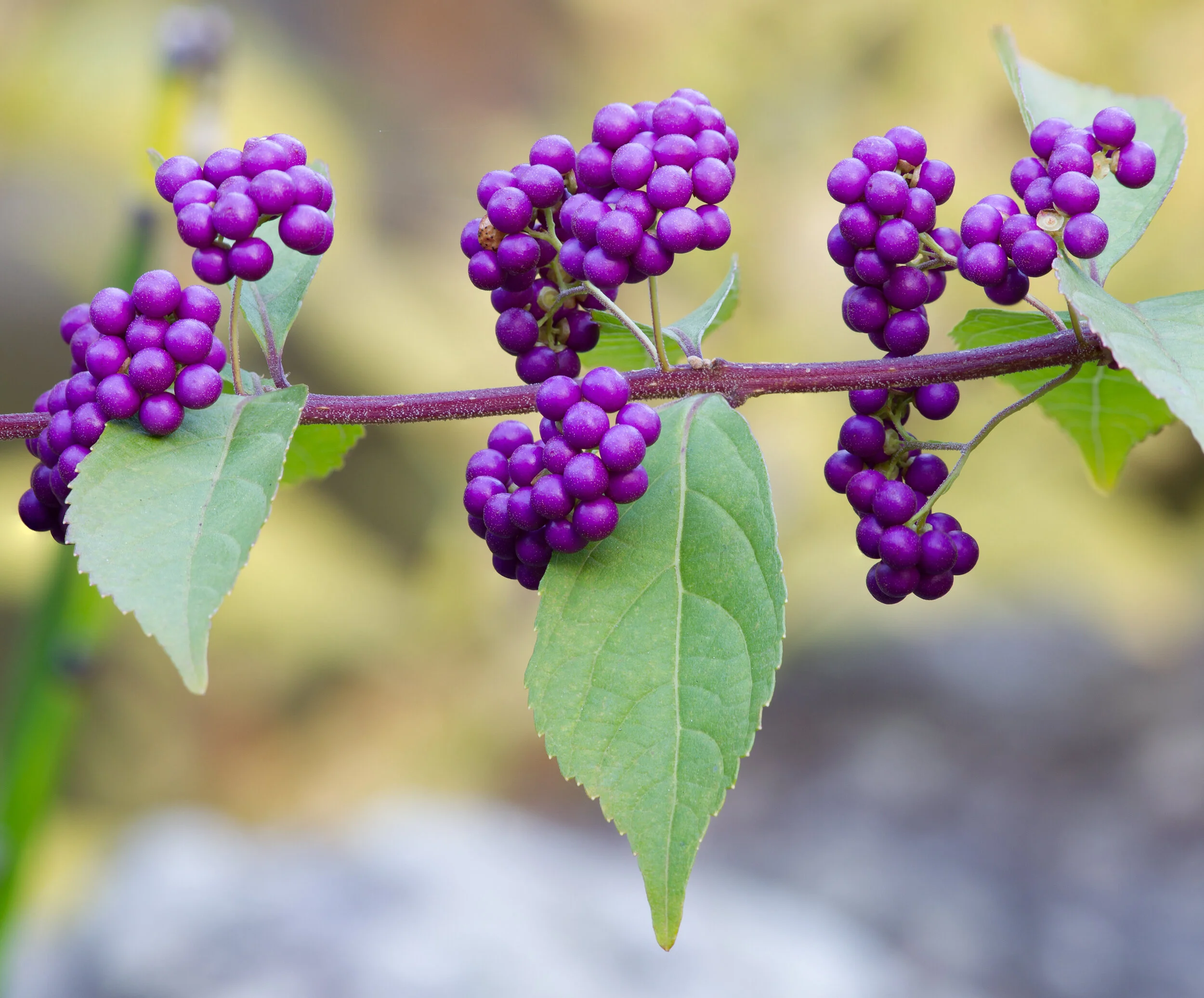 Purple_beautyberry,_October_2015_-_Stacking.jpg