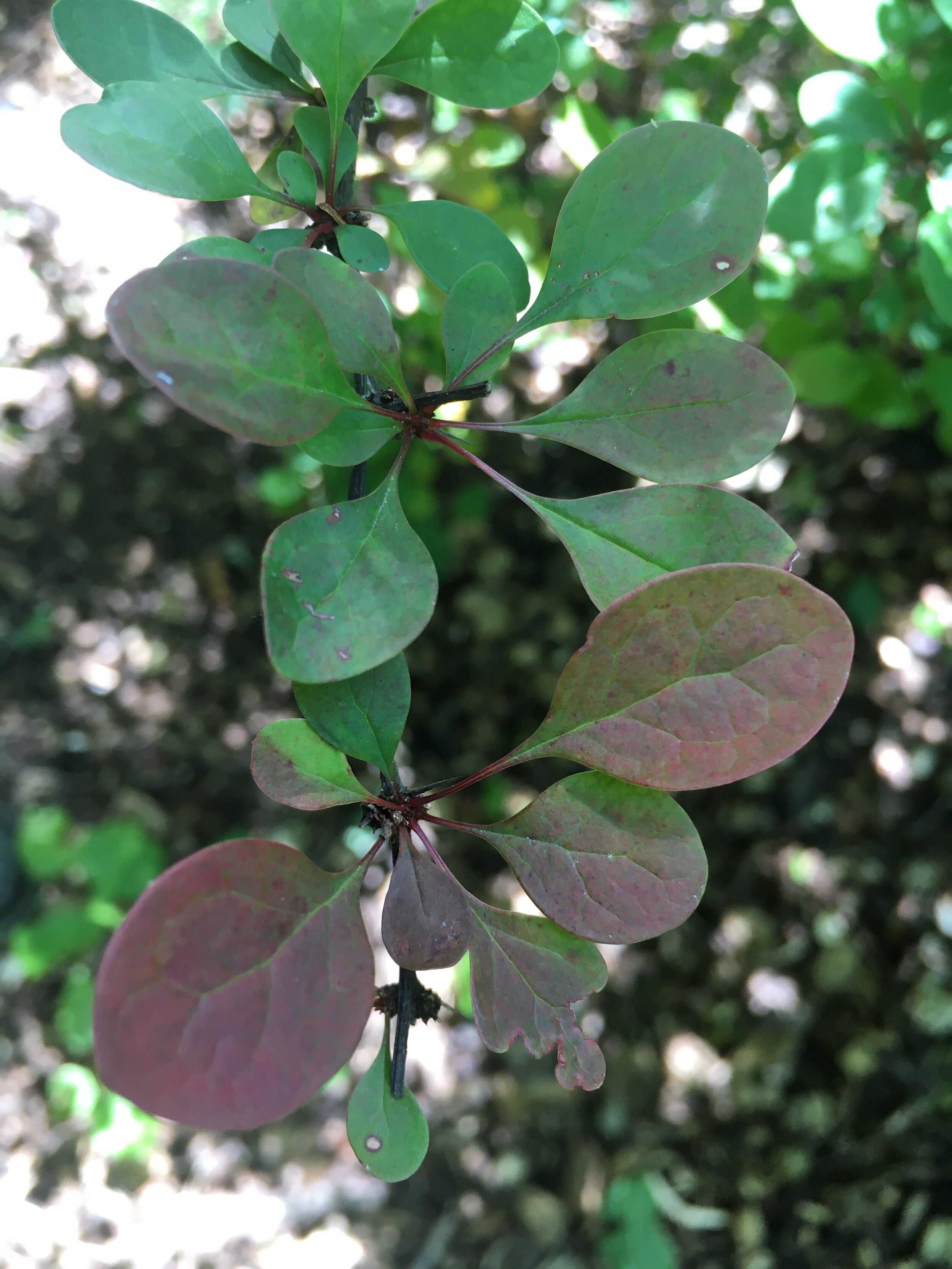 5) Barberry