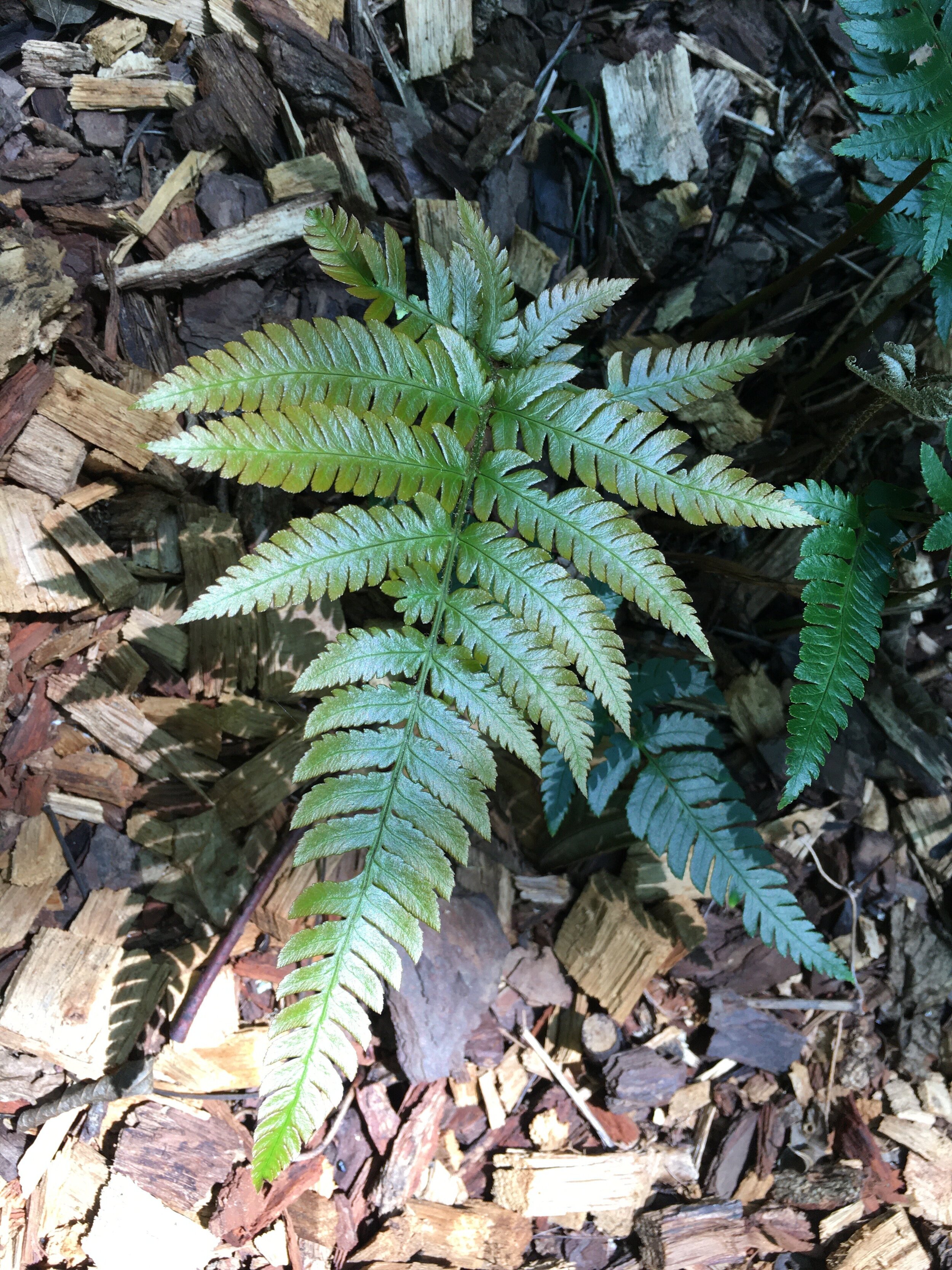 14) Fern - Japanese Painted