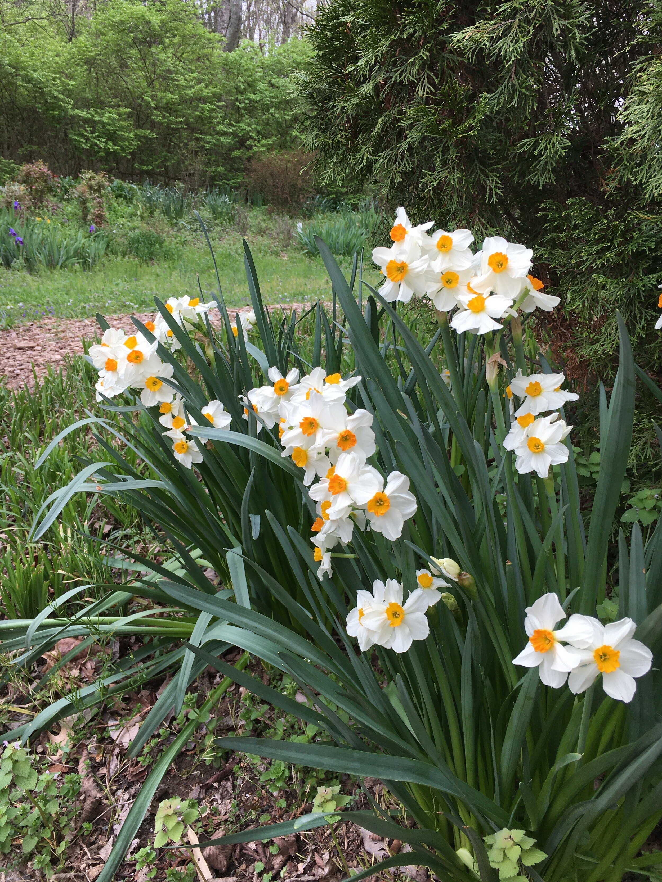 11) Daffodil