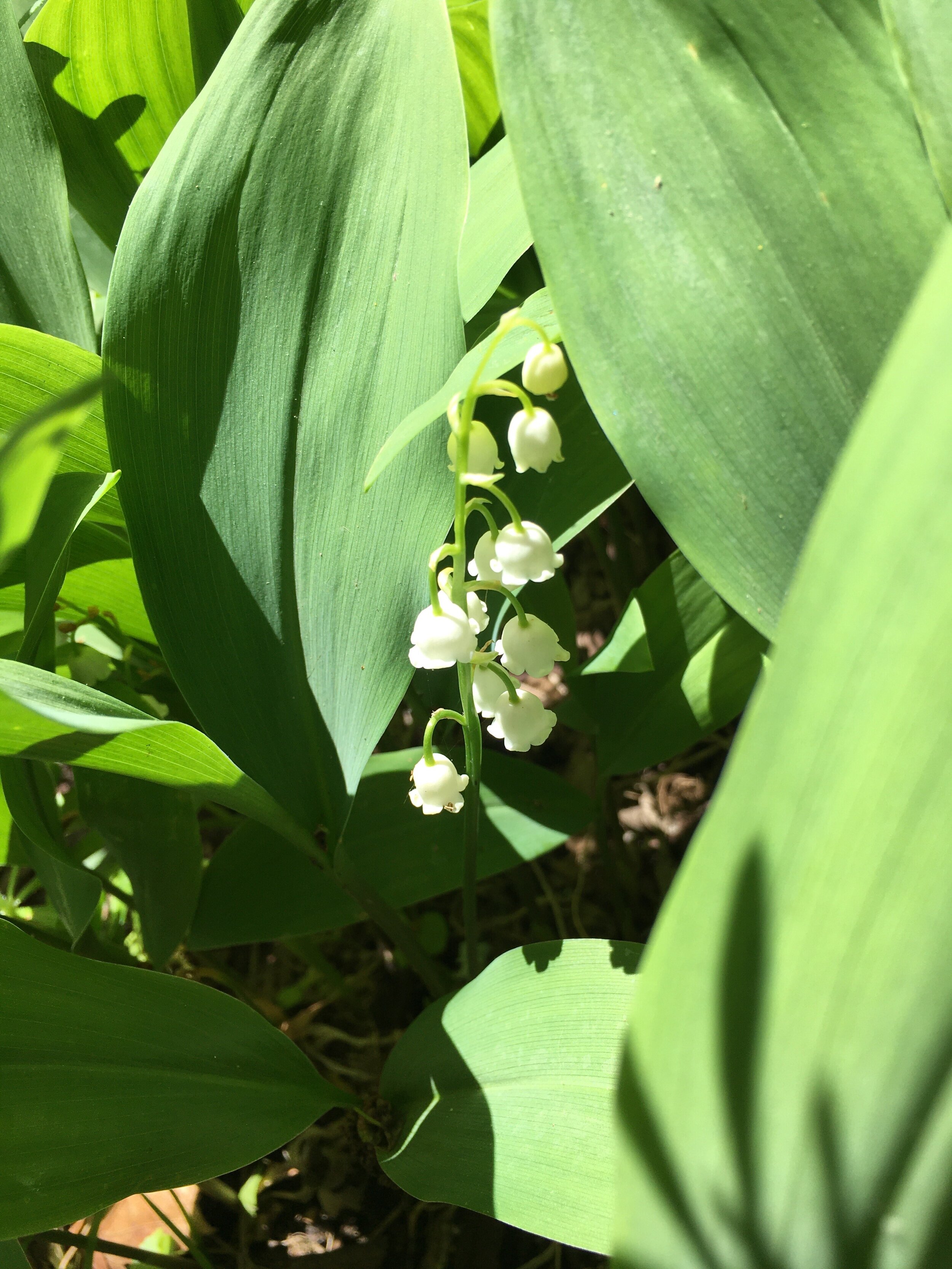 29) Lily of the Valley