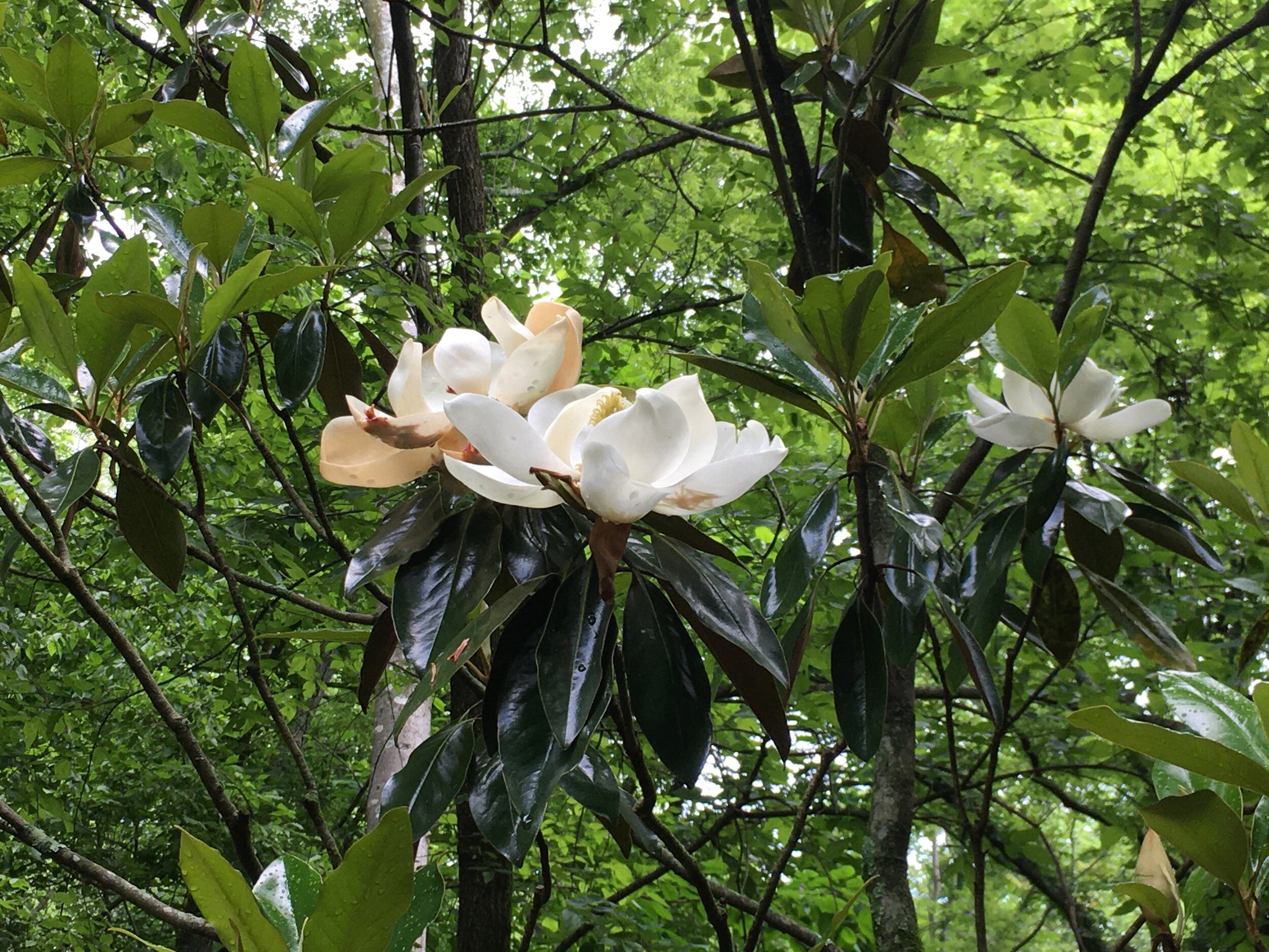 31) Magnolia